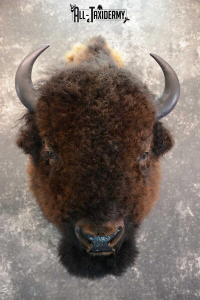 Bison Buffalo Taxidermy shoulder mount for Sale SKU 1475