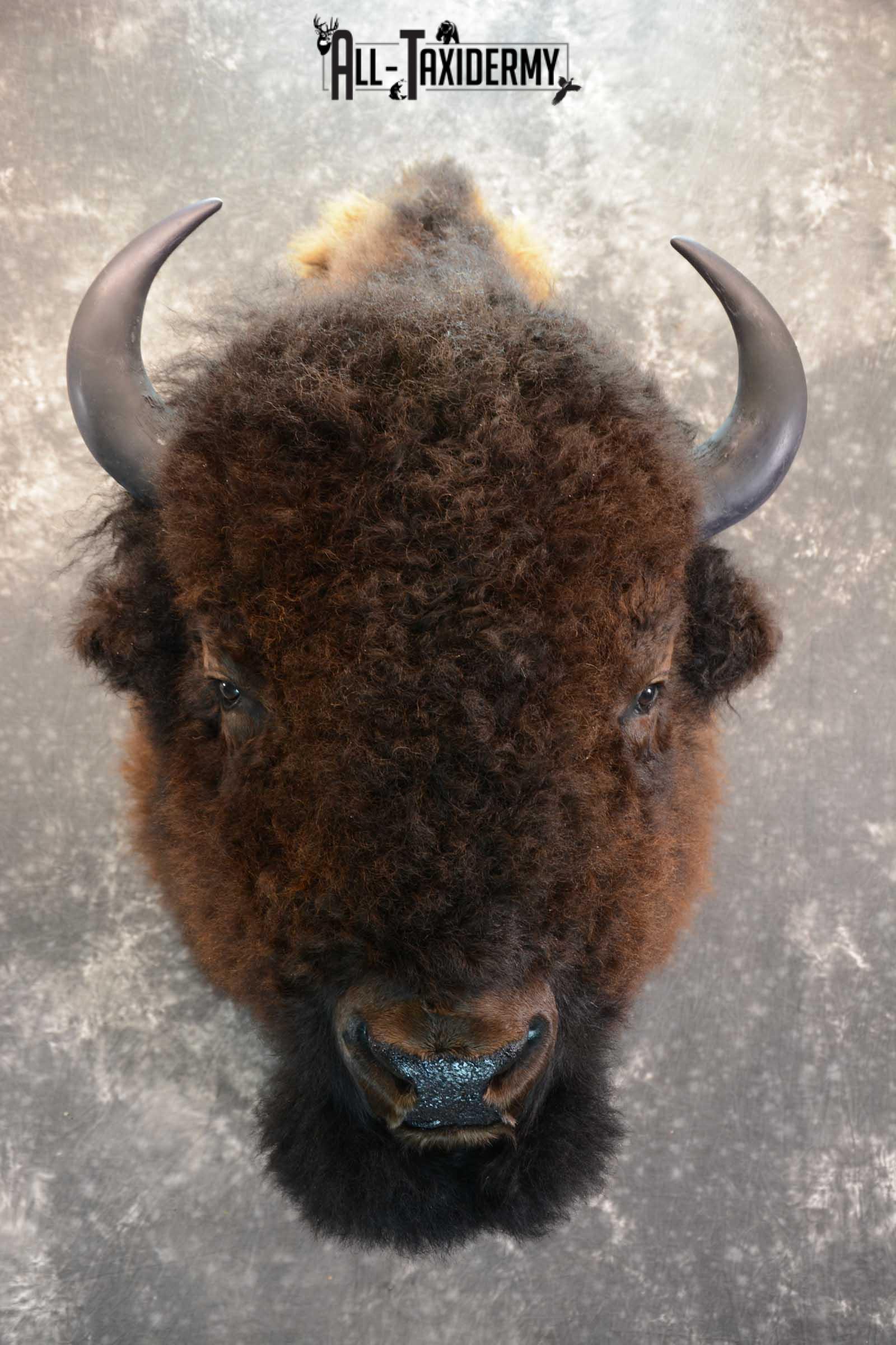 Bison Buffalo Taxidermy shoulder mount for Sale SKU 1475