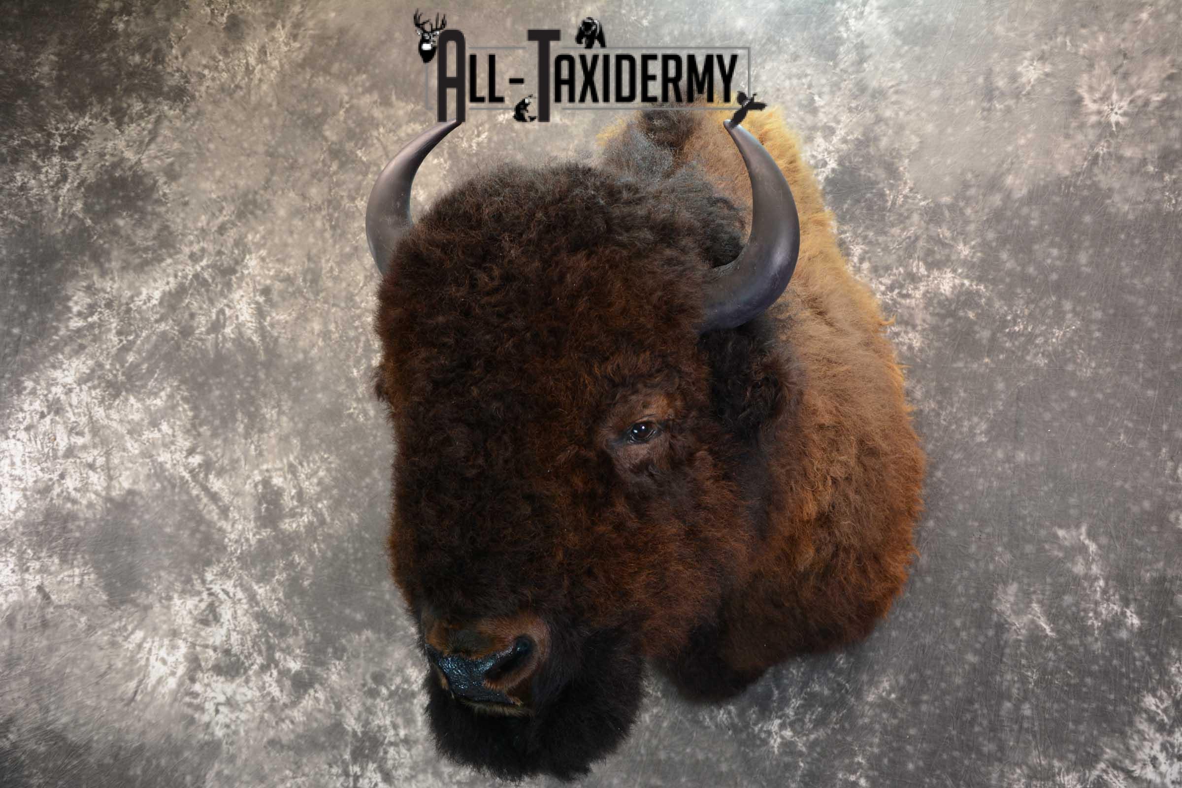 Bison Buffalo Taxidermy shoulder mount for Sale SKU 1475 - Image 8