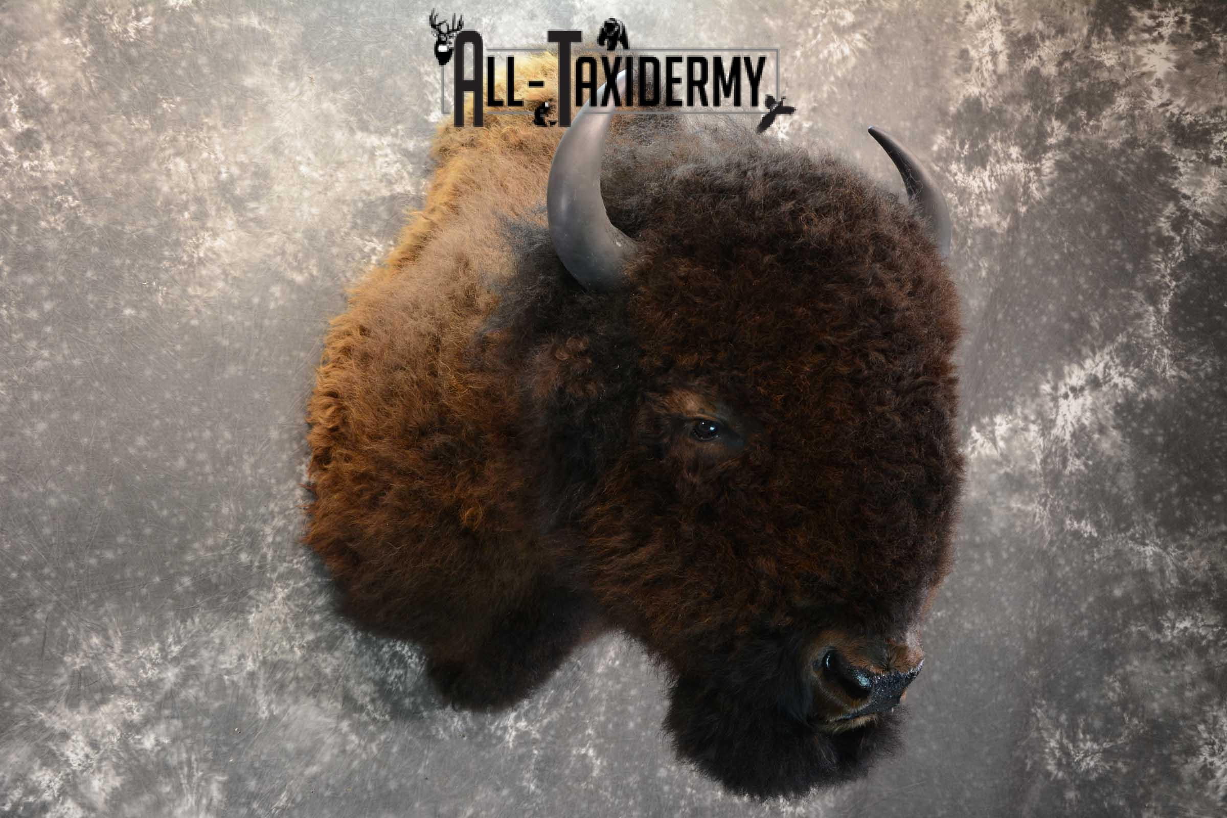 Bison Buffalo Taxidermy shoulder mount for Sale SKU 1475 - Image 7