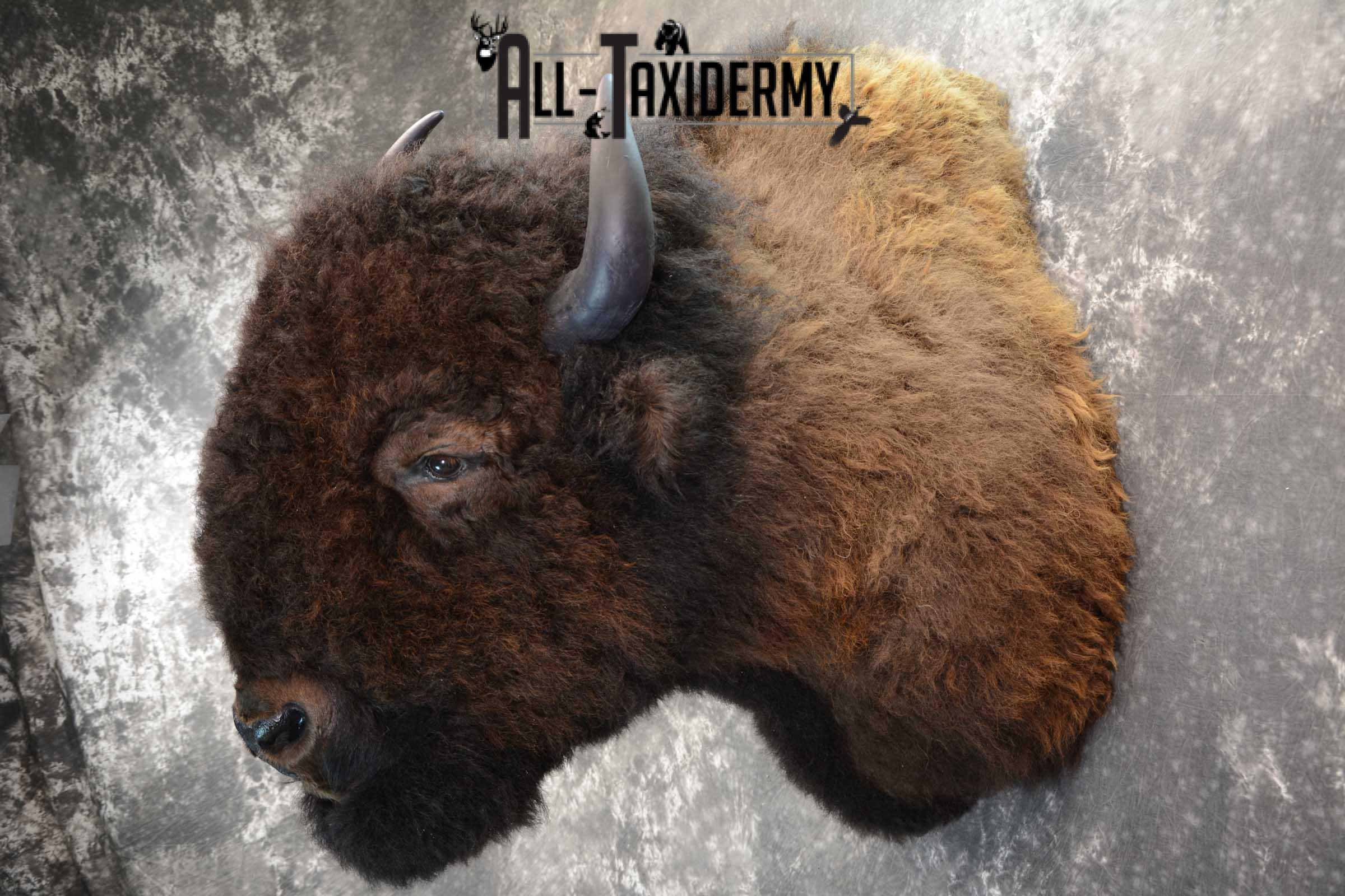 Bison Buffalo Taxidermy shoulder mount for Sale SKU 1475 - Image 6
