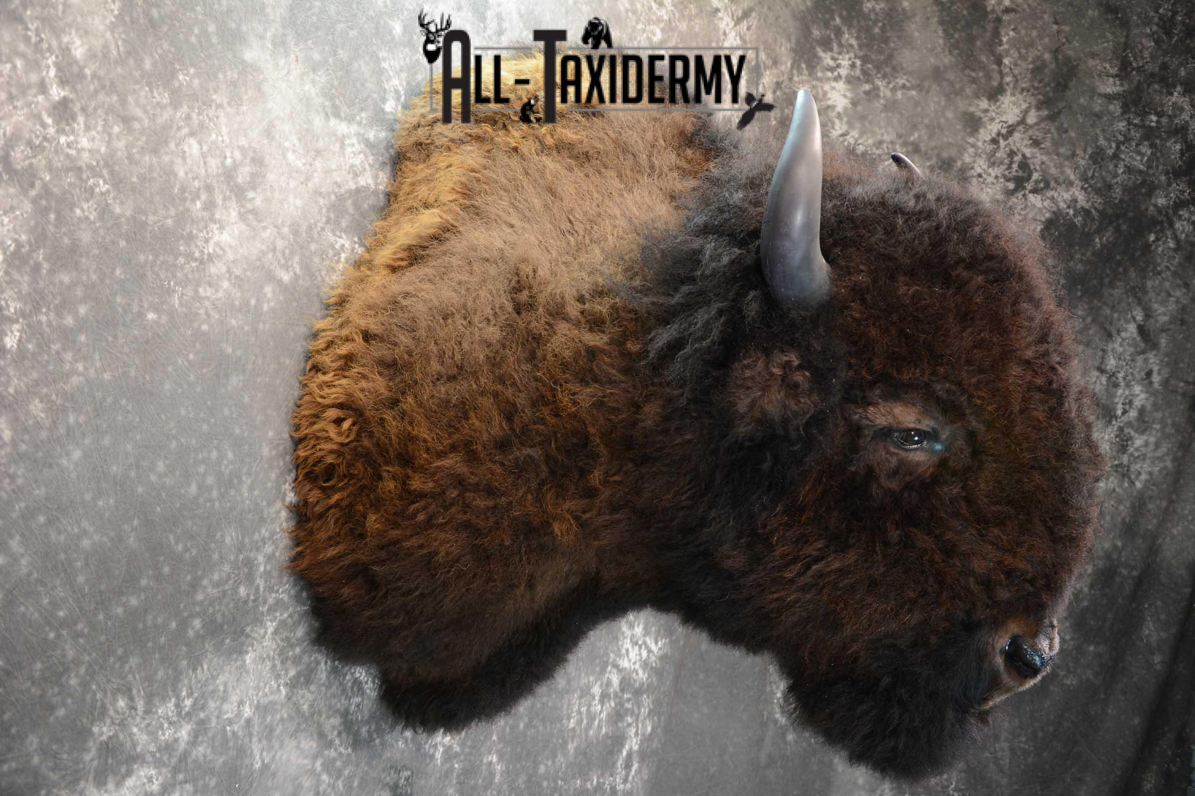 Bison Buffalo Taxidermy shoulder mount for Sale SKU 1475 - Image 5