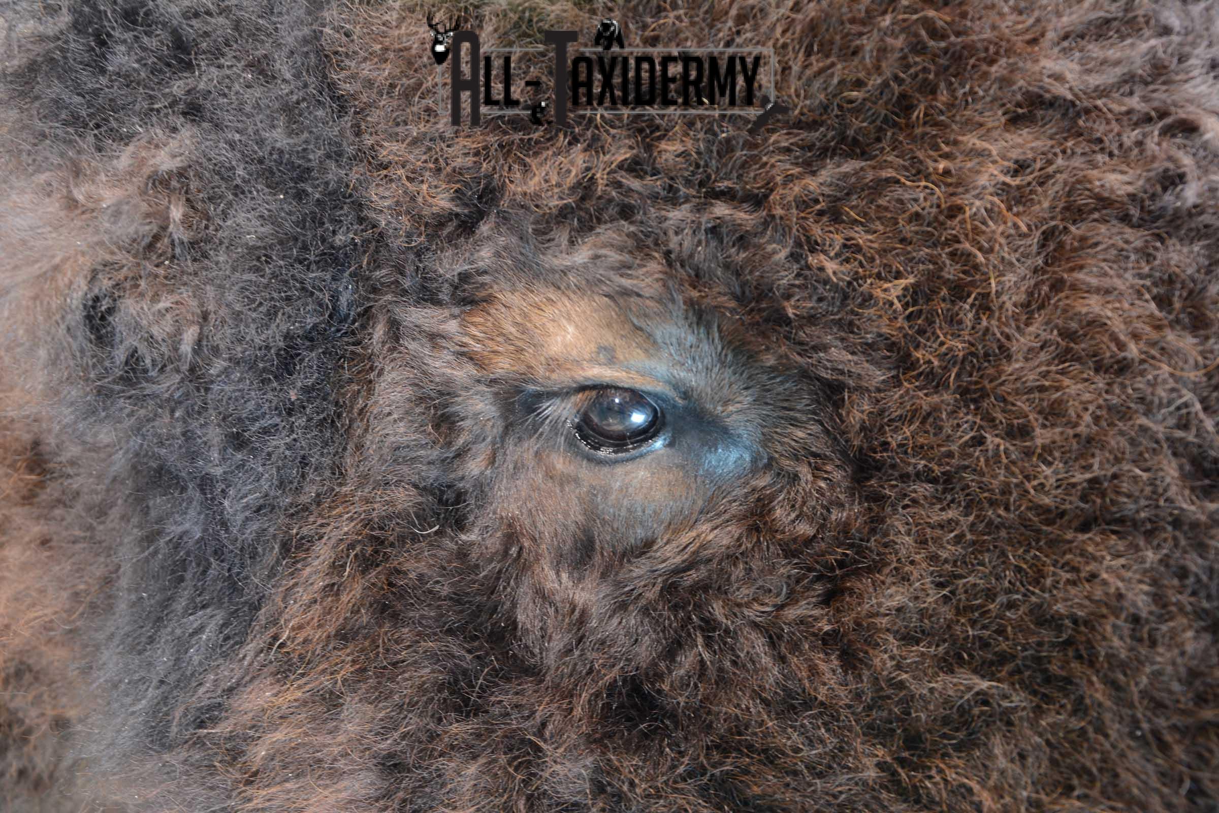 Bison Buffalo Taxidermy shoulder mount for Sale SKU 1475 - Image 4