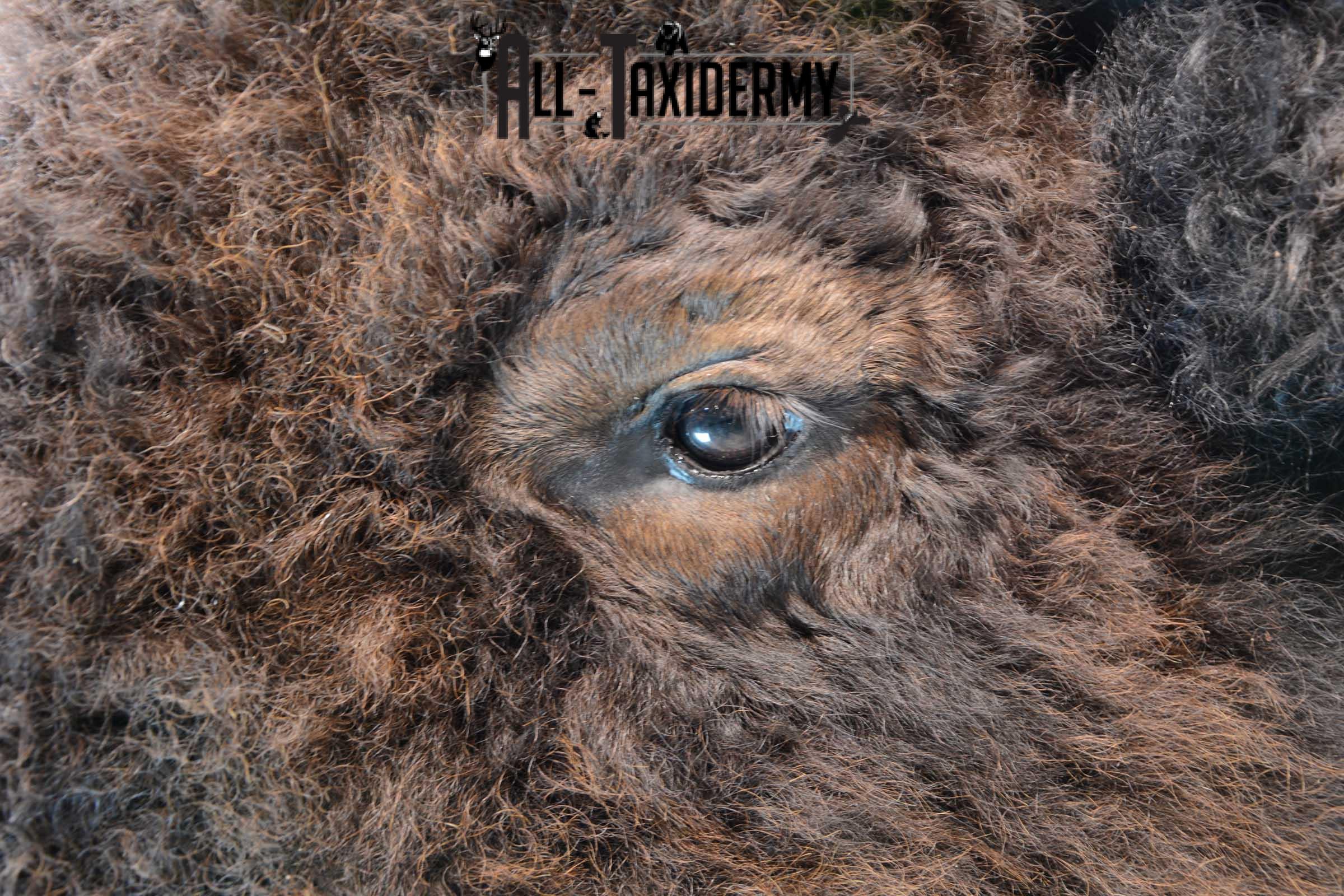 Bison Buffalo Taxidermy shoulder mount for Sale SKU 1475 - Image 3