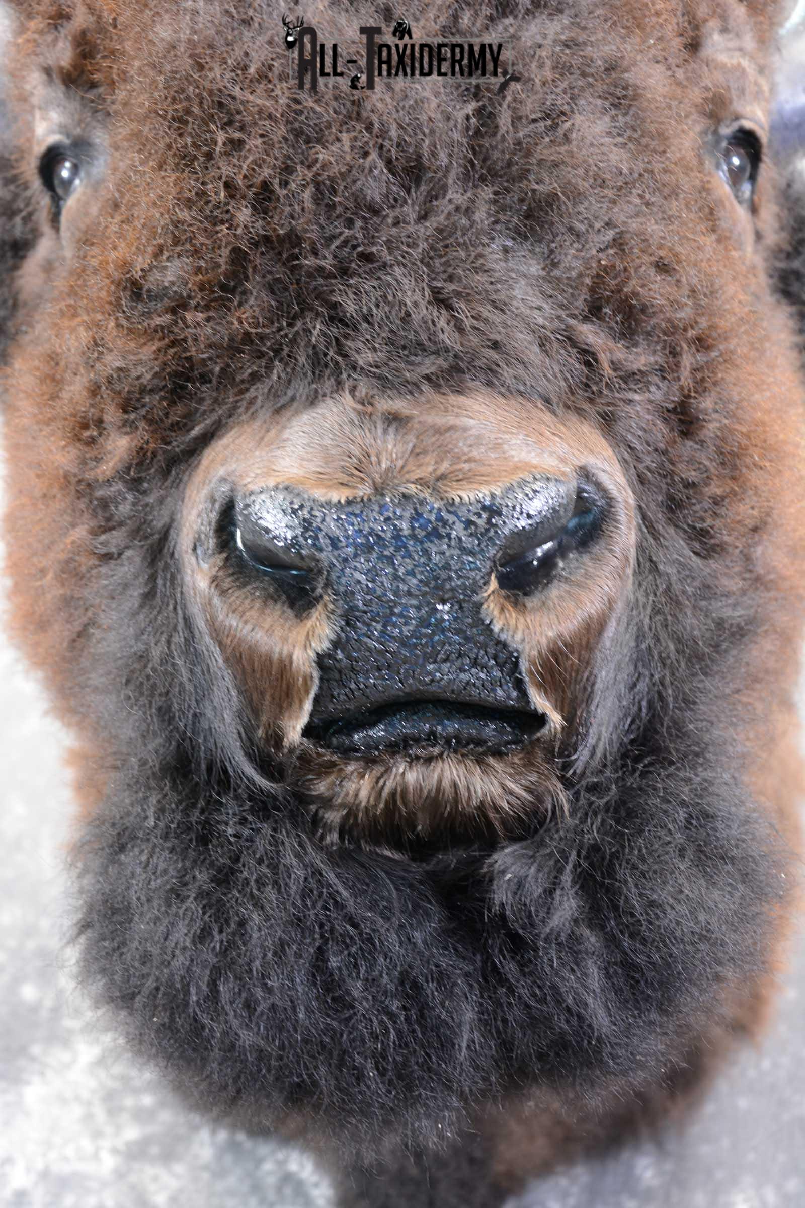 Bison Buffalo Taxidermy shoulder mount for Sale SKU 1475 - Image 2