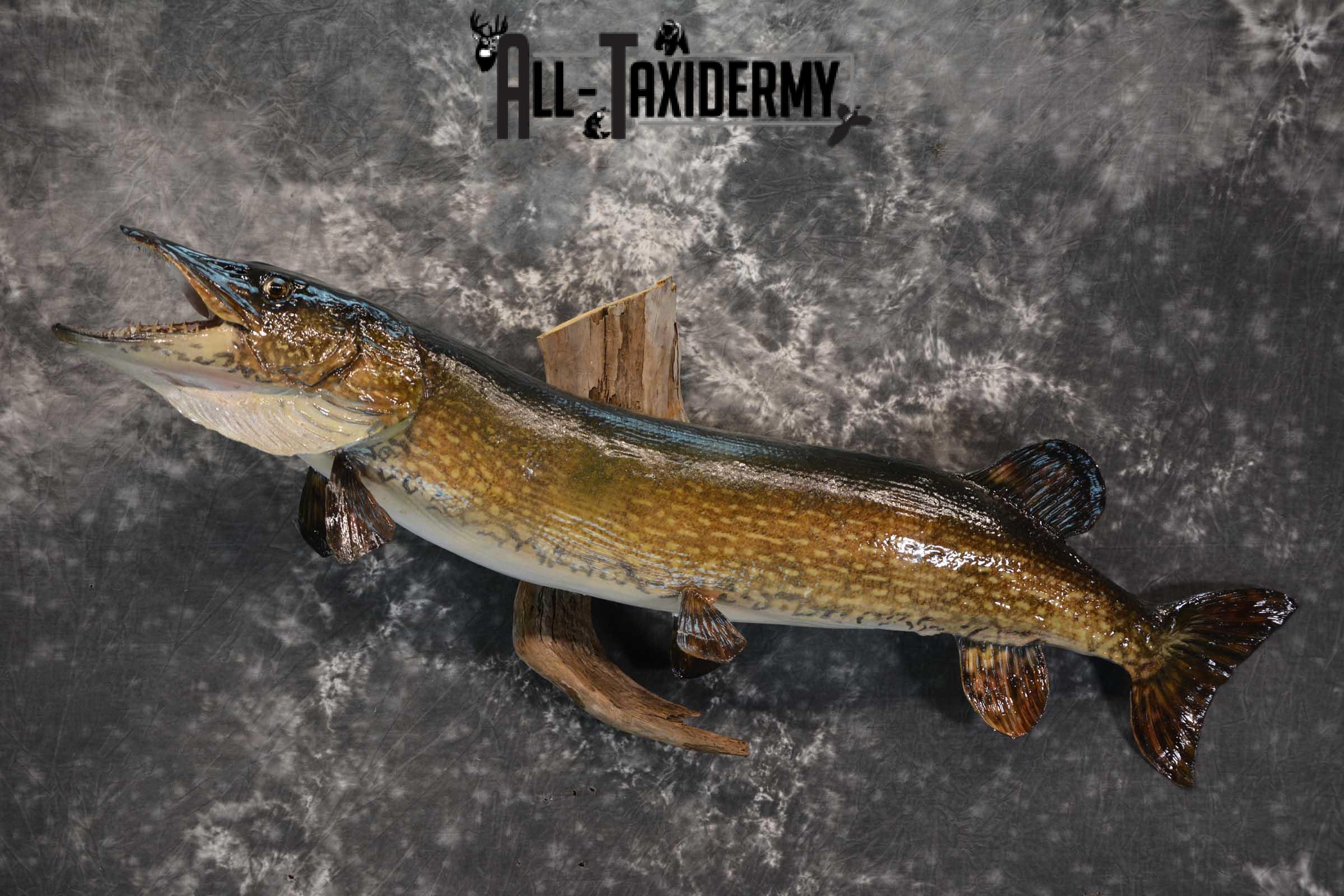 Northern Pike taxidermy fish mount for sale SKU 1735 - Image 6