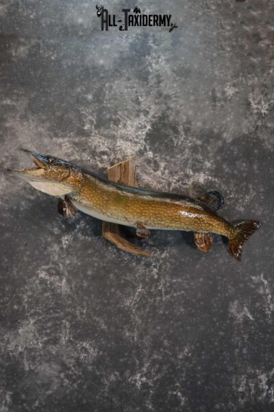 Northern Pike taxidermy fish mount for sale SKU 1735