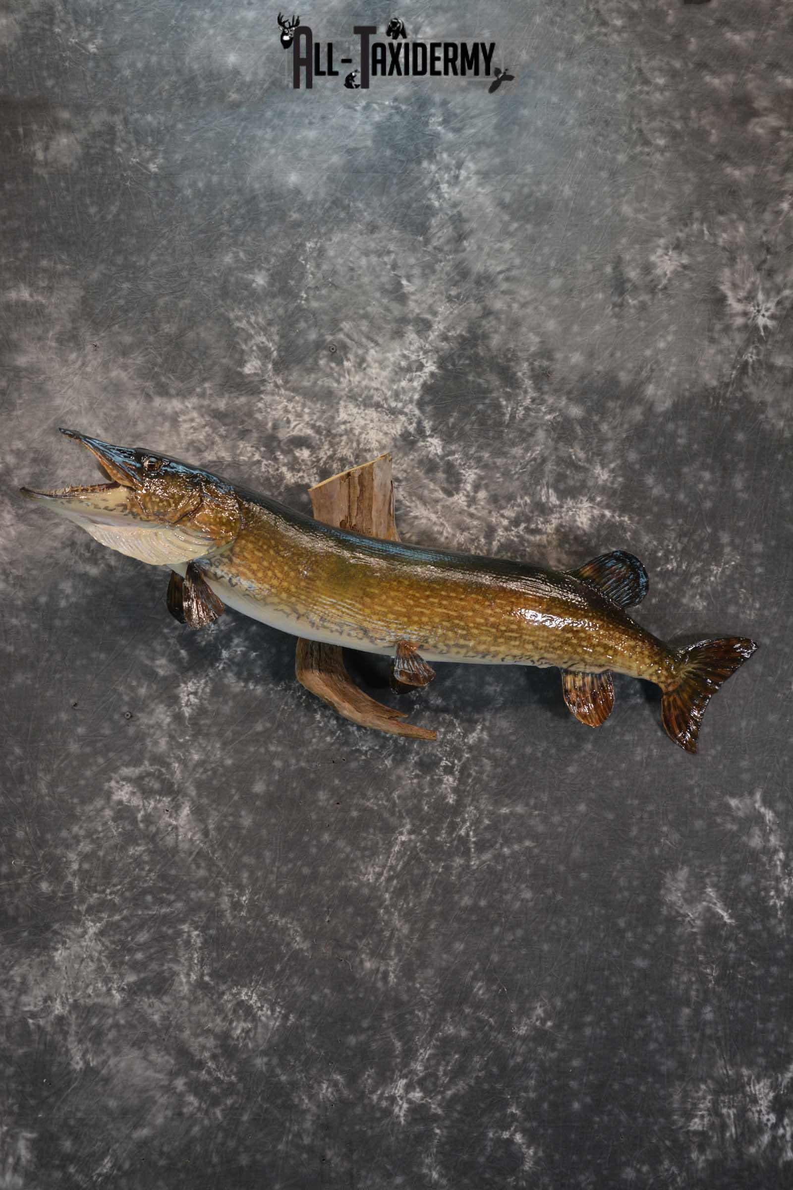Northern Pike taxidermy fish mount for sale SKU 1735