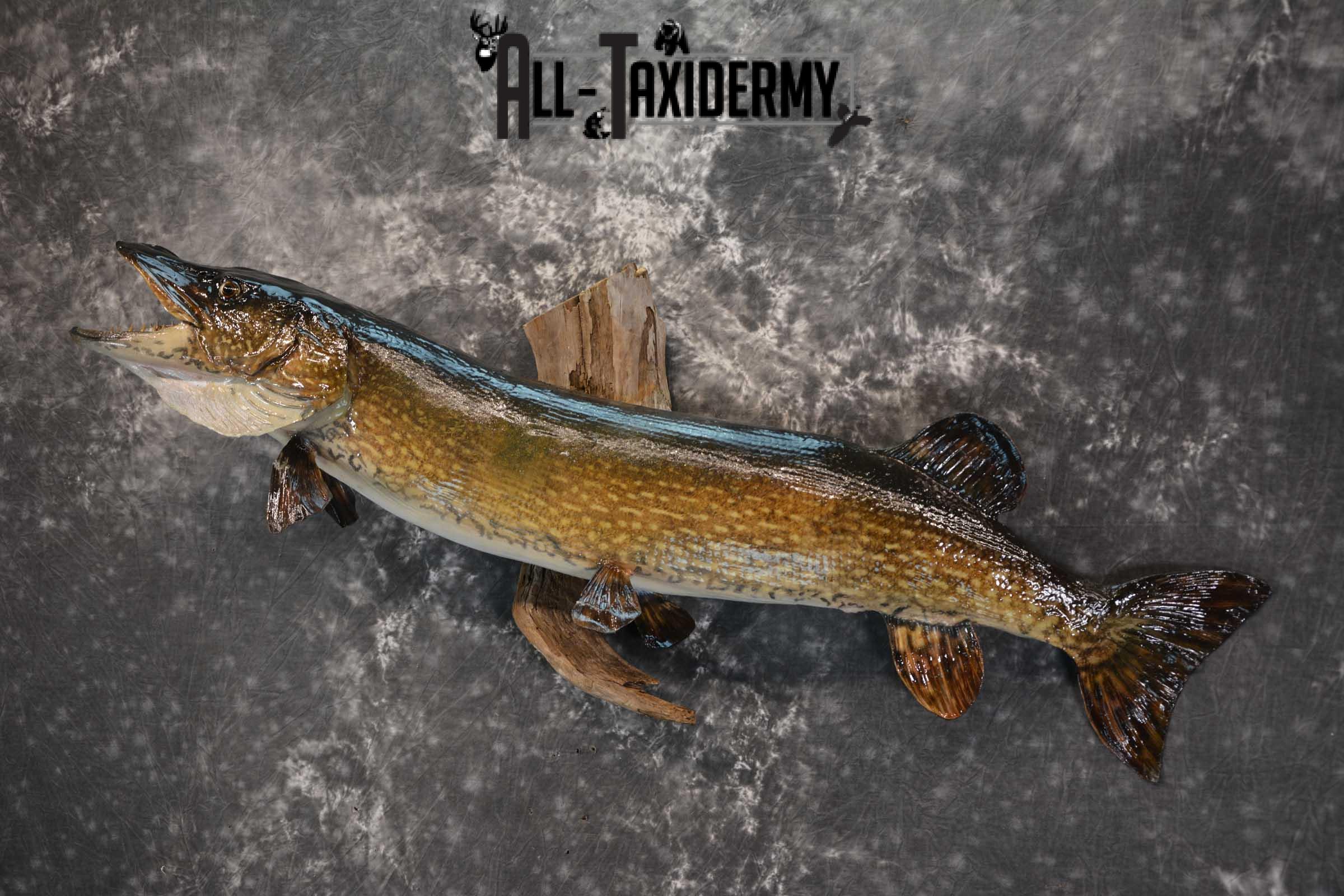 Northern Pike taxidermy fish mount for sale SKU 1735 - Image 5