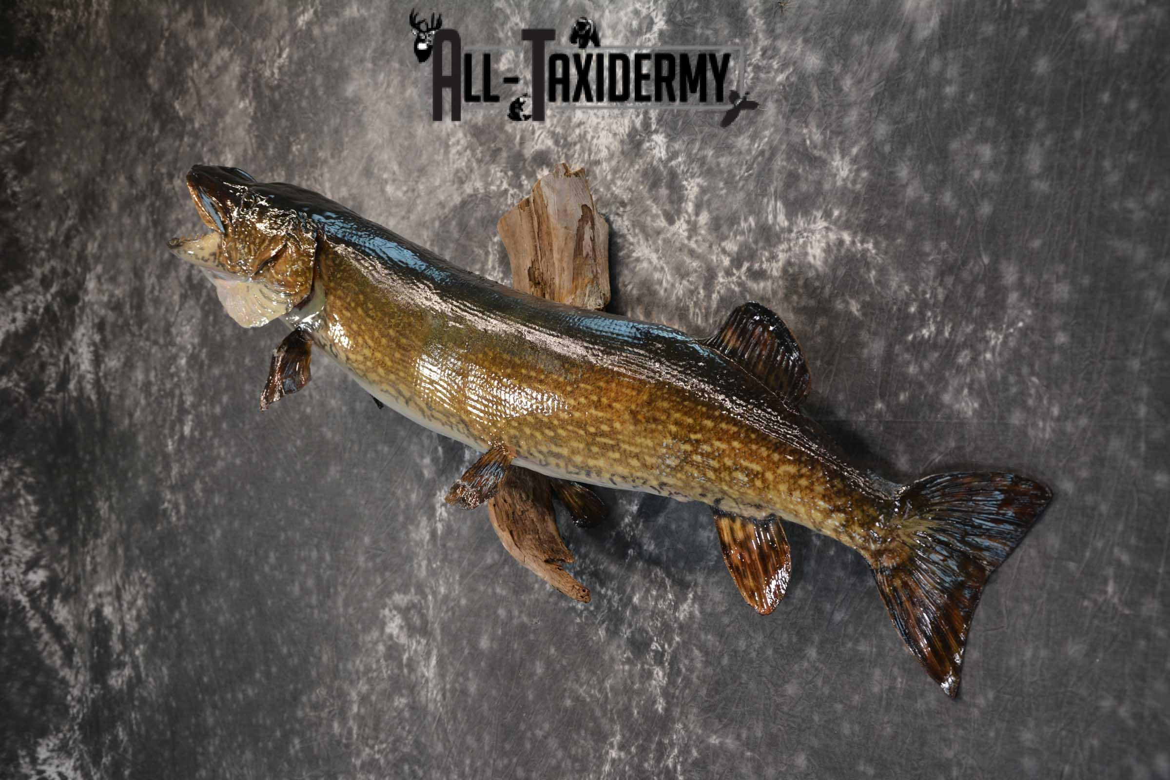 Northern Pike taxidermy fish mount for sale SKU 1735 - Image 4