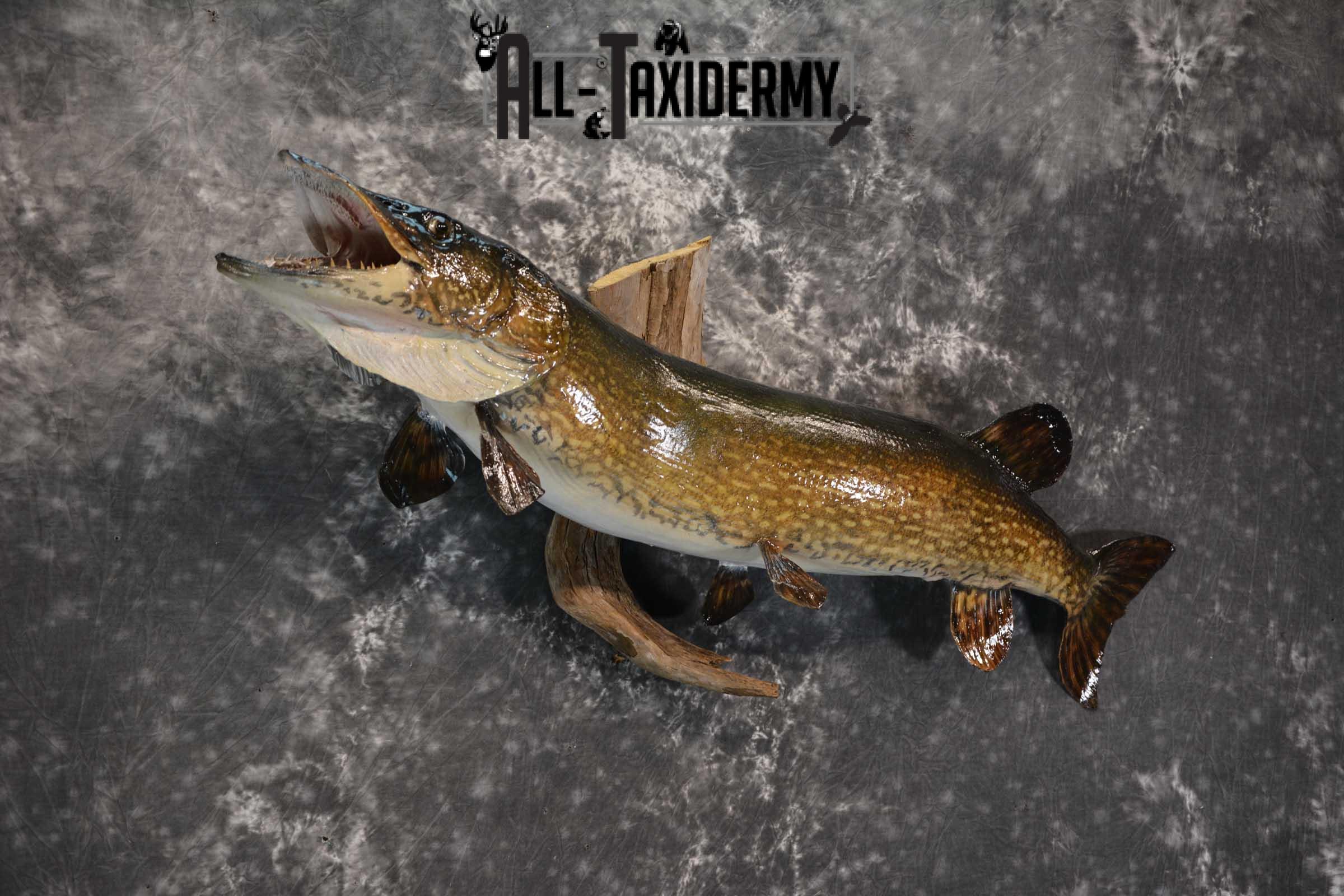 Northern Pike taxidermy fish mount for sale SKU 1735 - Image 3