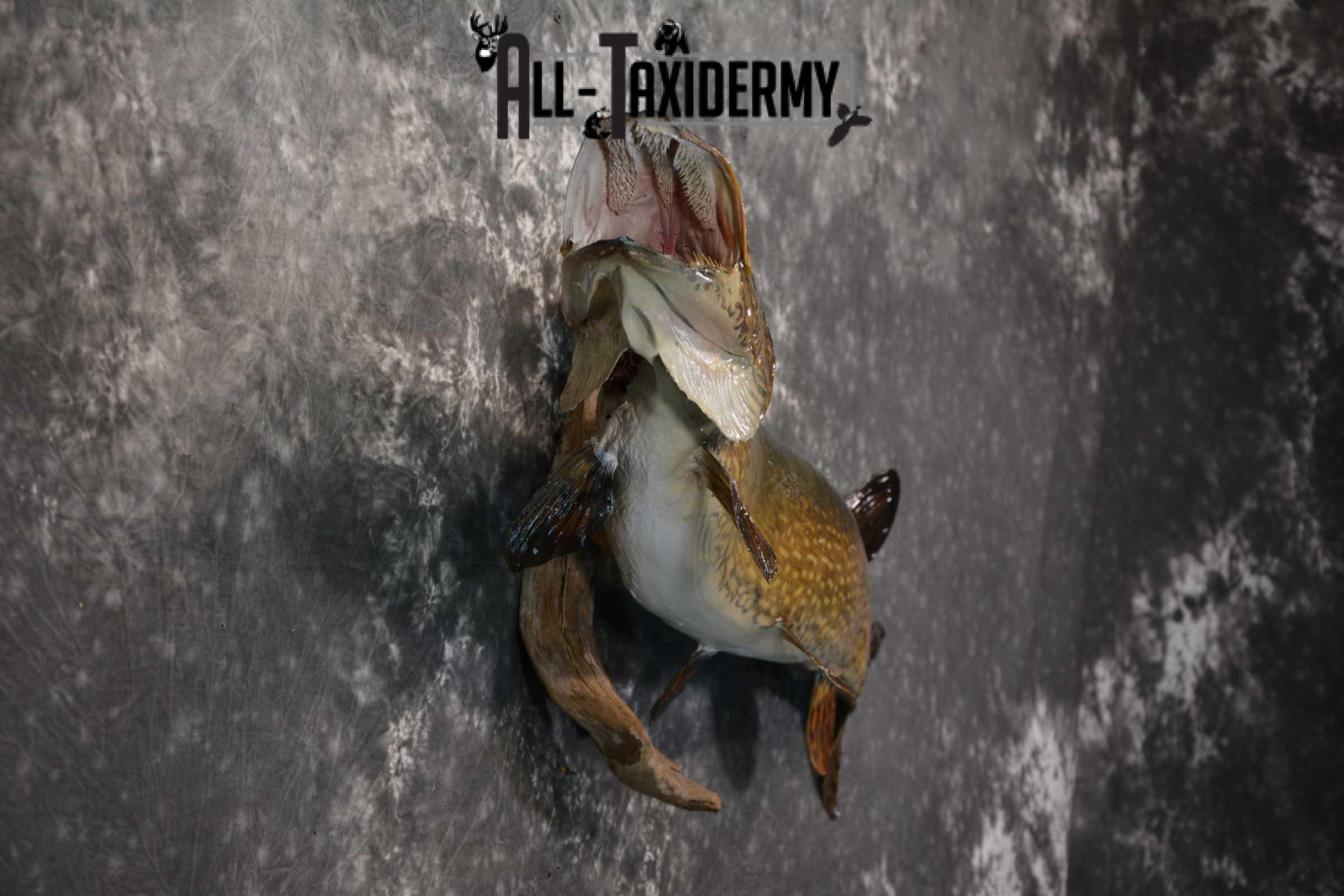 Northern Pike taxidermy fish mount for sale SKU 1735 - Image 2