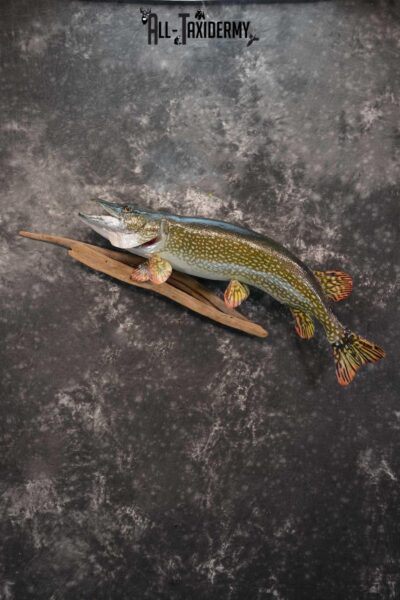 Northern Pike Taxidermy fish mount for sale SKU 1736