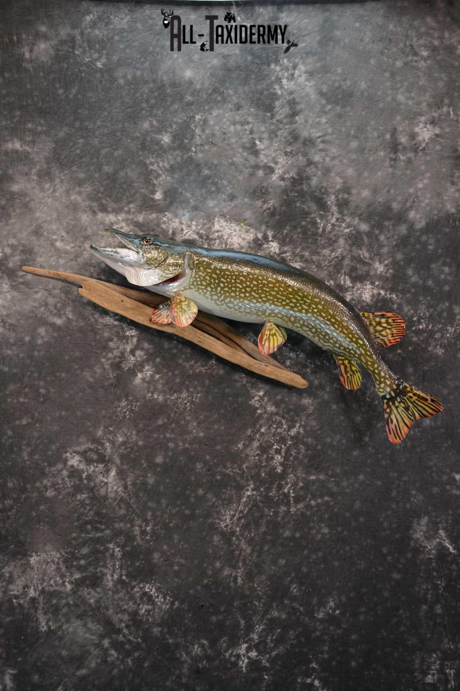 Northern Pike Taxidermy fish mount for sale SKU 1736