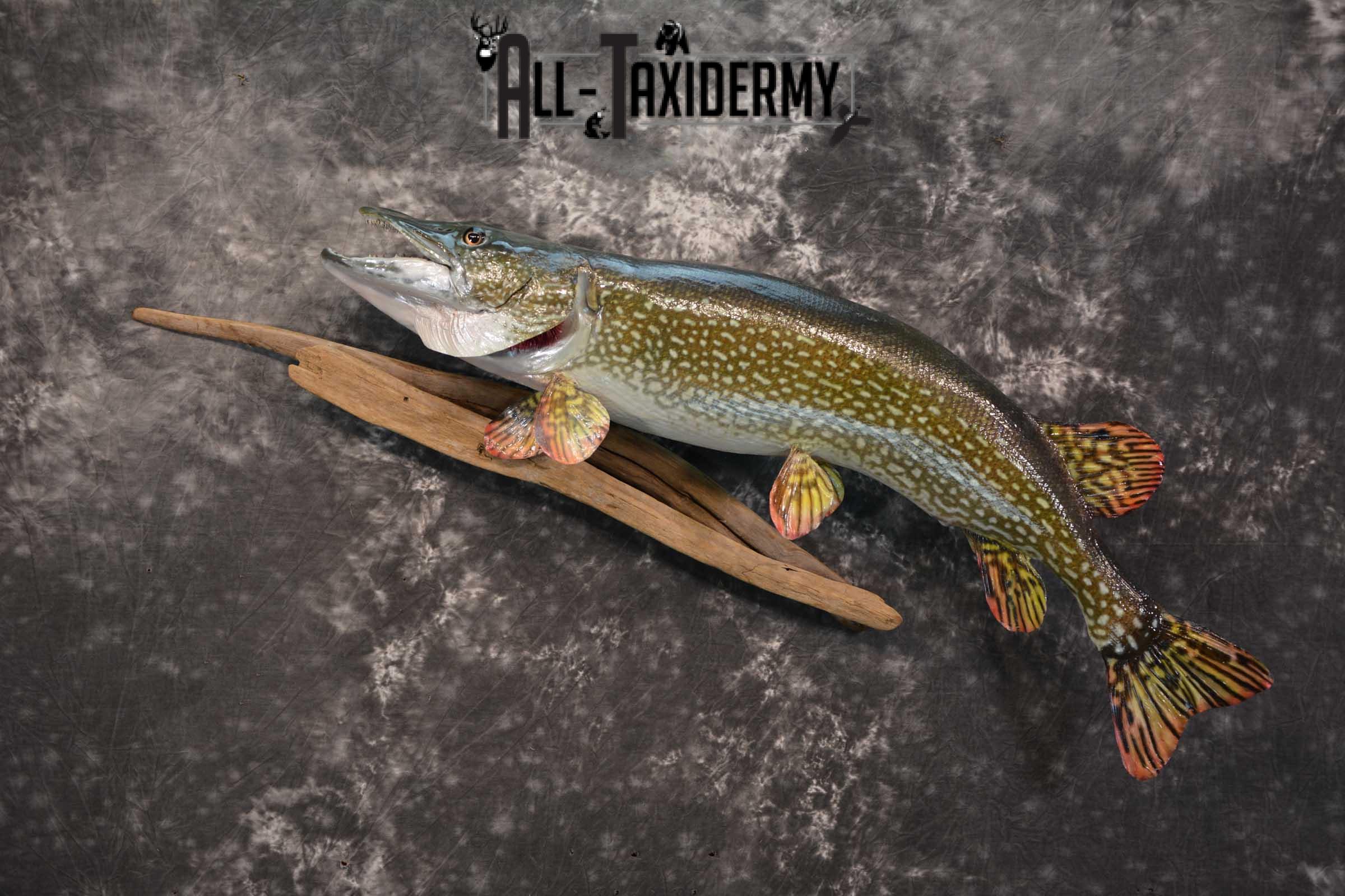 Northern Pike Taxidermy fish mount for sale SKU 1736 - Image 6