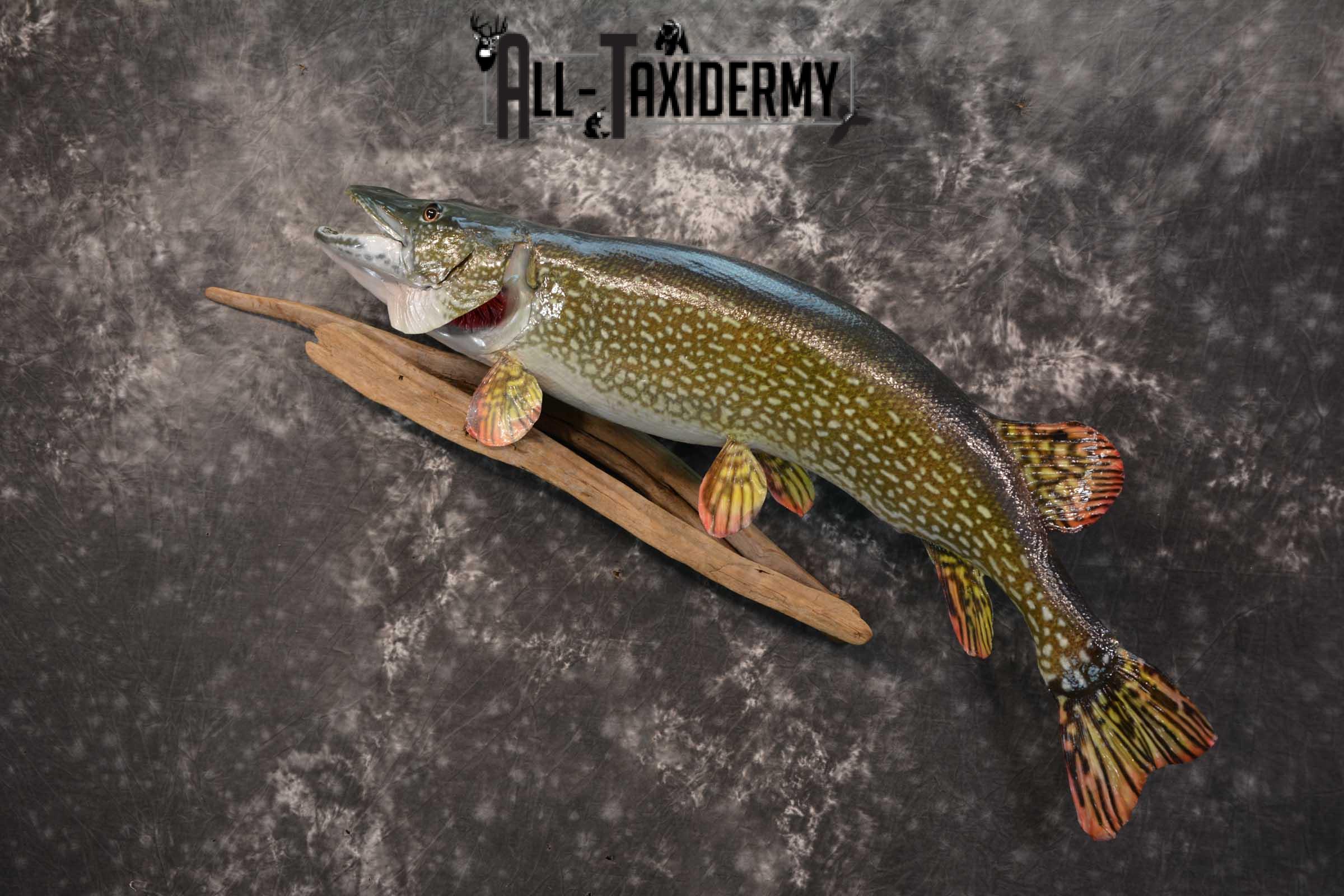 Northern Pike Taxidermy fish mount for sale SKU 1736 - Image 5