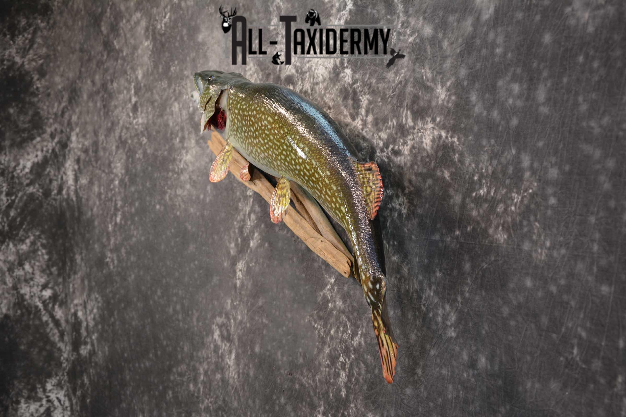 Northern Pike Taxidermy fish mount for sale SKU 1736 - Image 4
