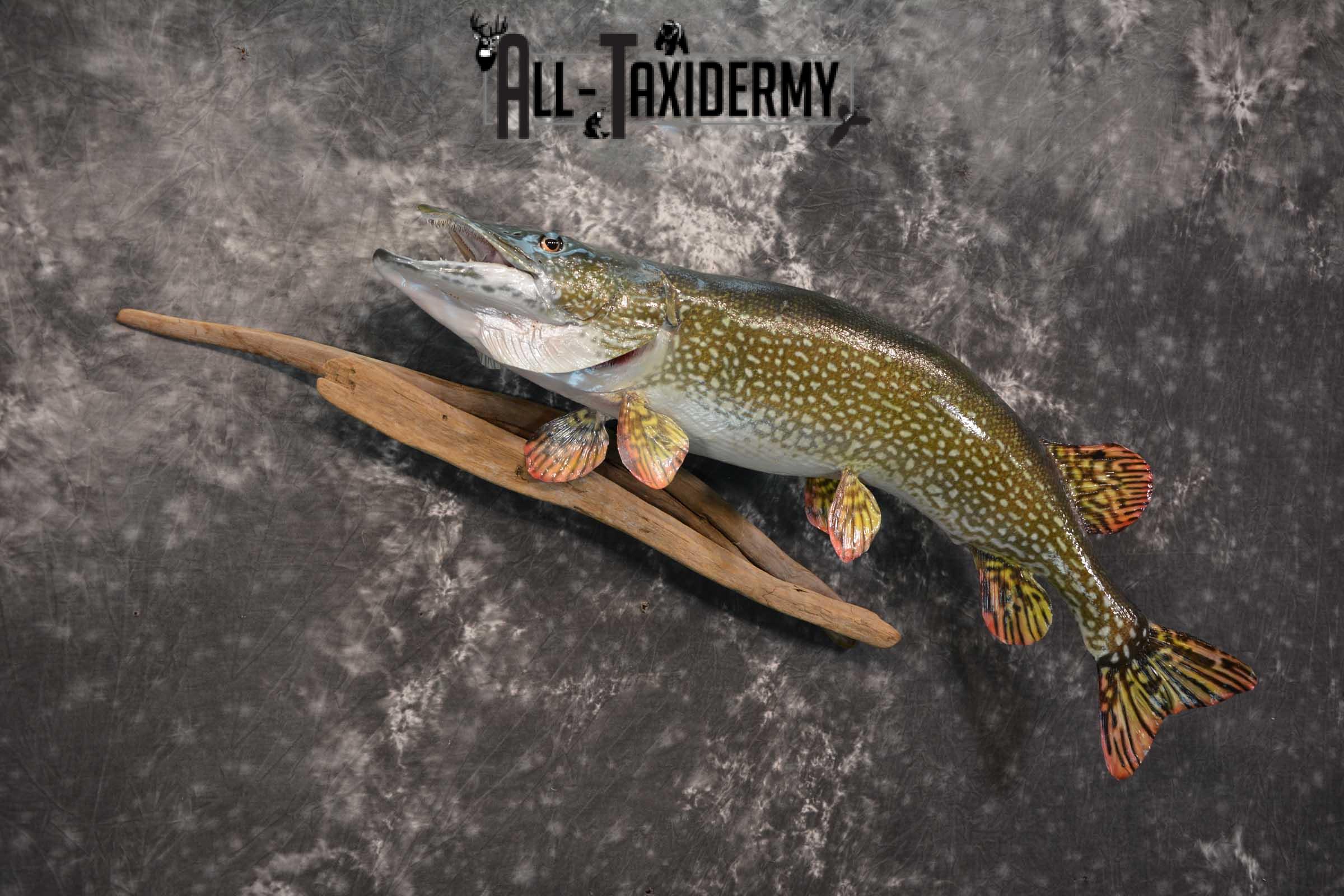 Northern Pike Taxidermy fish mount for sale SKU 1736 - Image 3