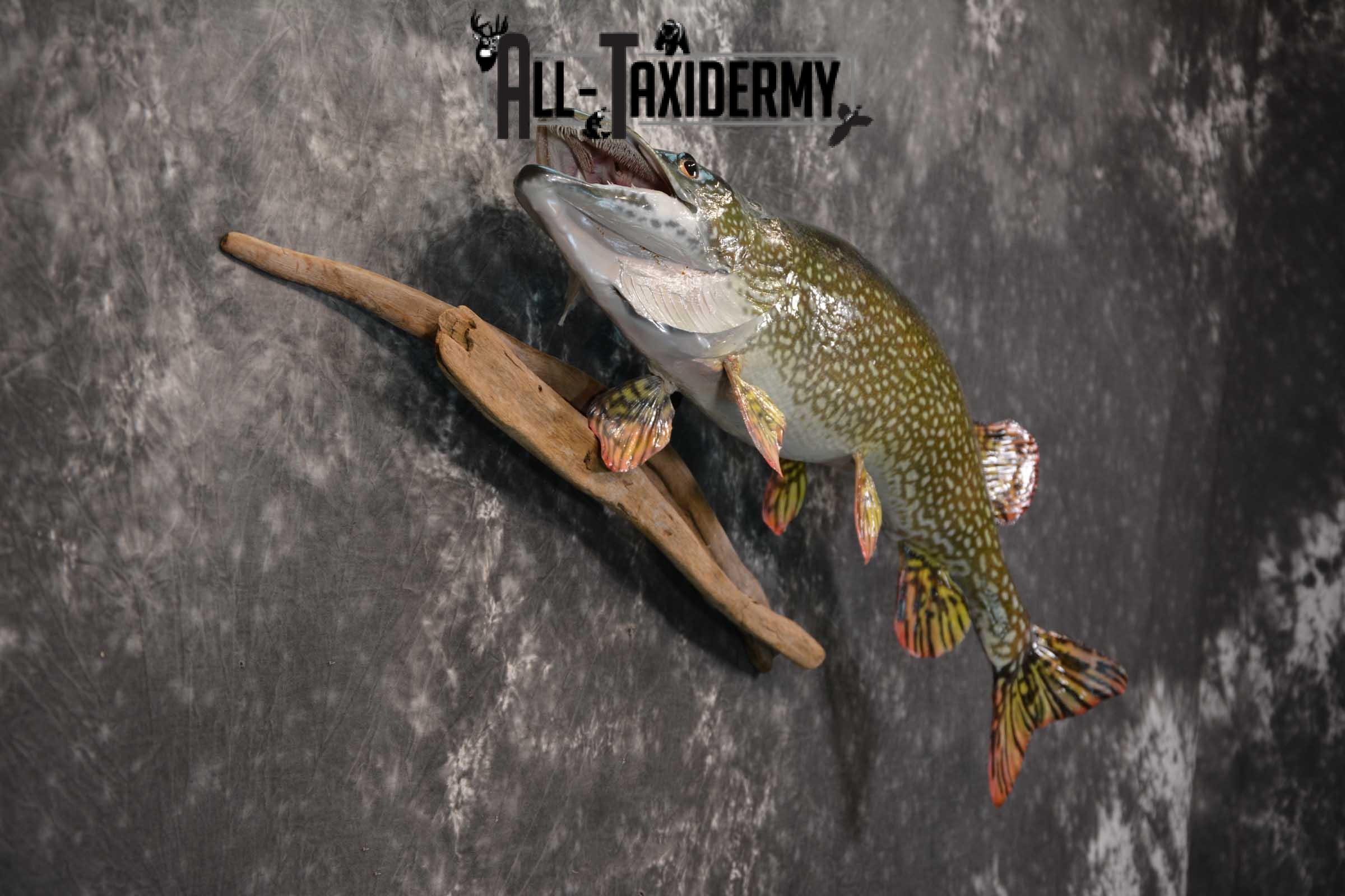 Northern Pike Taxidermy fish mount for sale SKU 1736 - Image 2