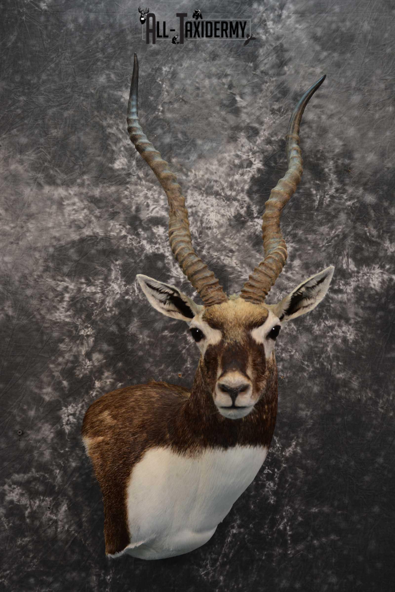 Indian Black Buck taxidermy shoulder mount for sale SKU 1737