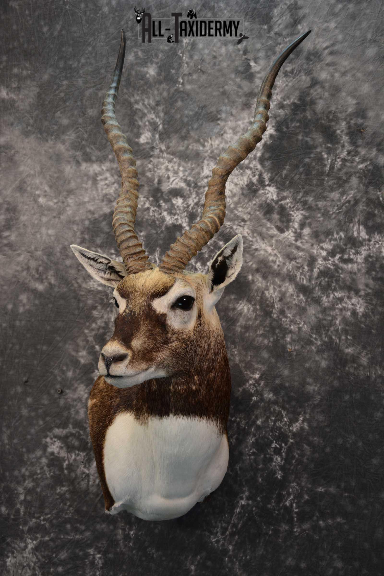 Indian Black Buck taxidermy shoulder mount for sale SKU 1737 - Image 8