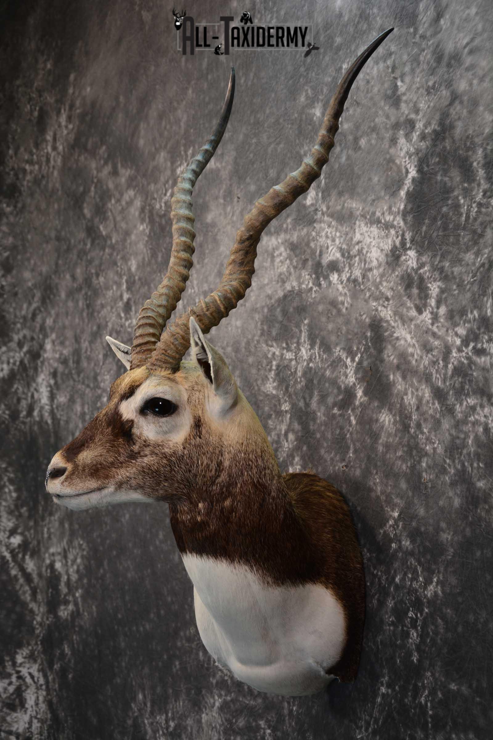 Indian Black Buck taxidermy shoulder mount for sale SKU 1737 - Image 7