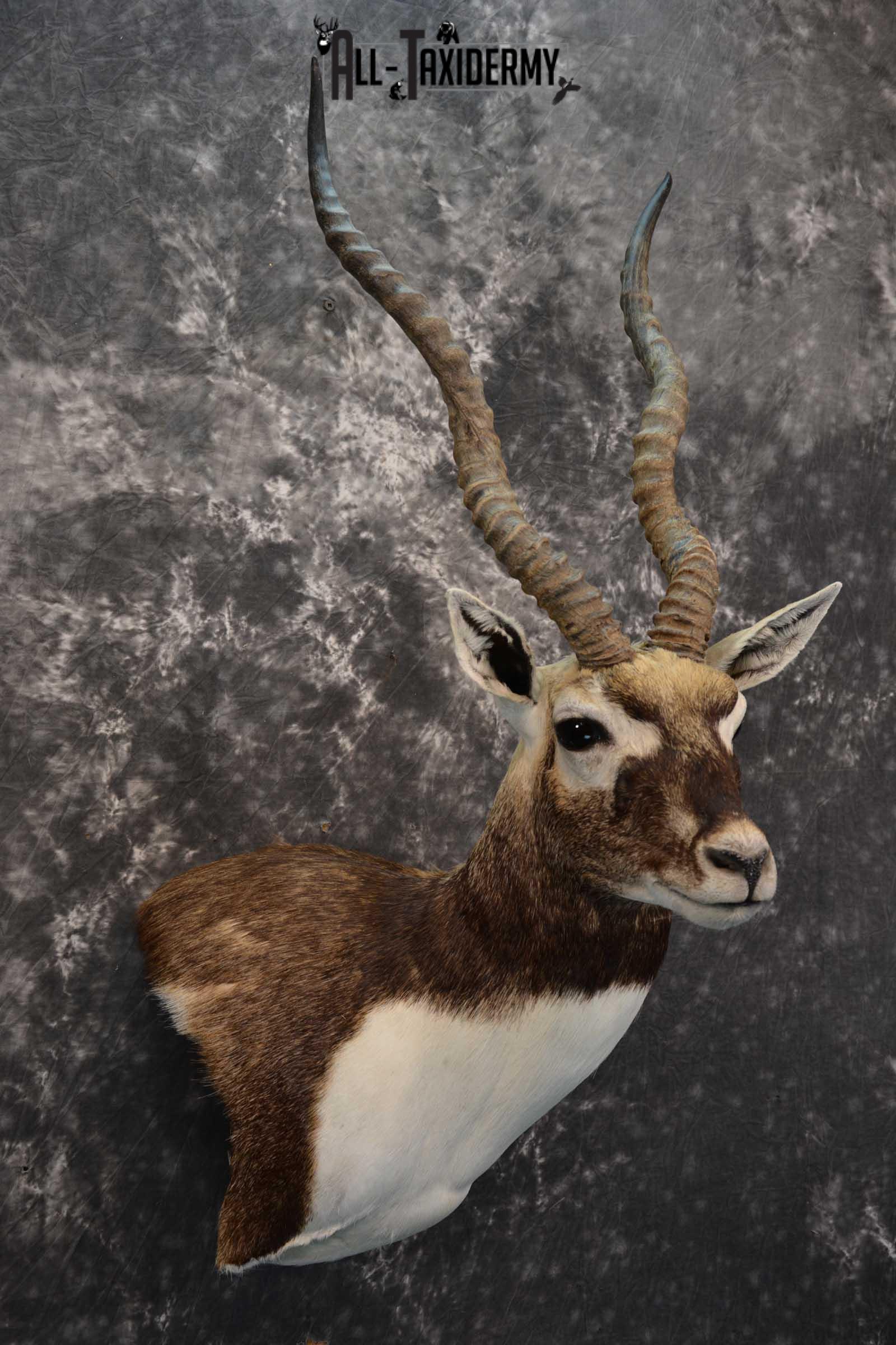 Indian Black Buck taxidermy shoulder mount for sale SKU 1737 - Image 6