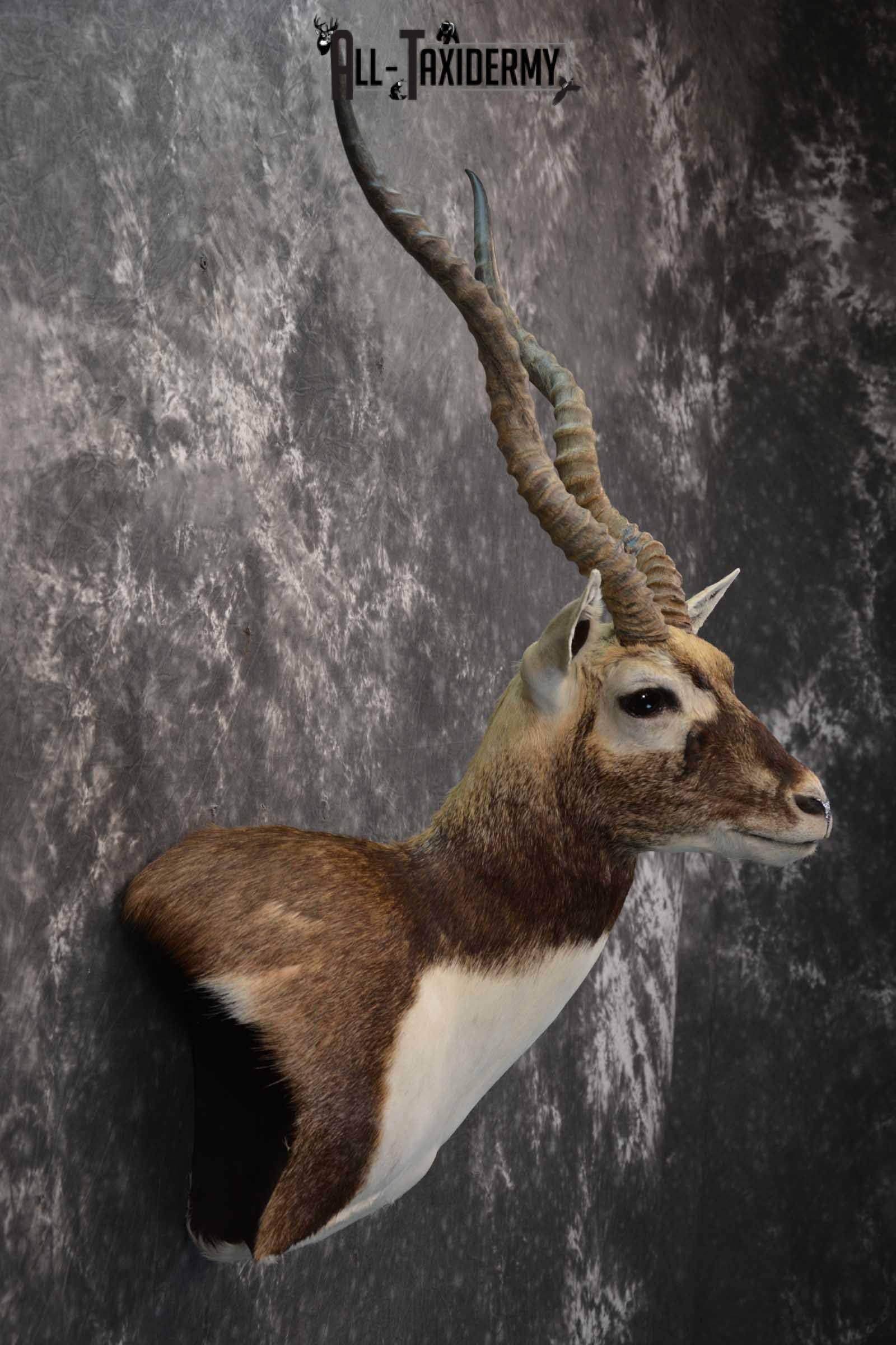 Indian Black Buck taxidermy shoulder mount for sale SKU 1737 - Image 5
