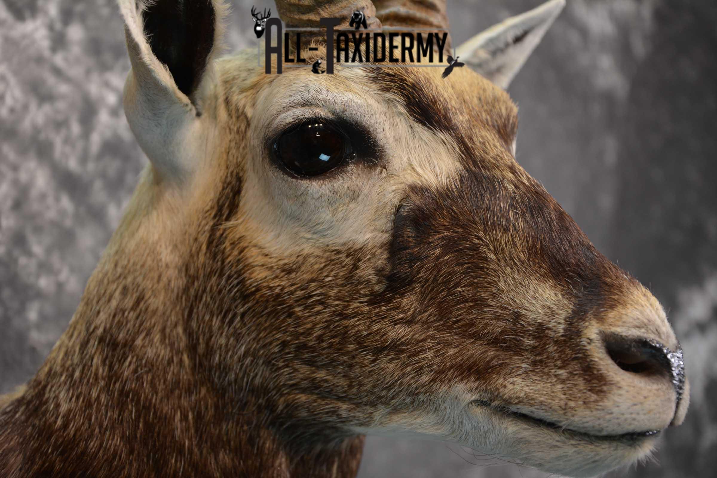 Indian Black Buck taxidermy shoulder mount for sale SKU 1737 - Image 4