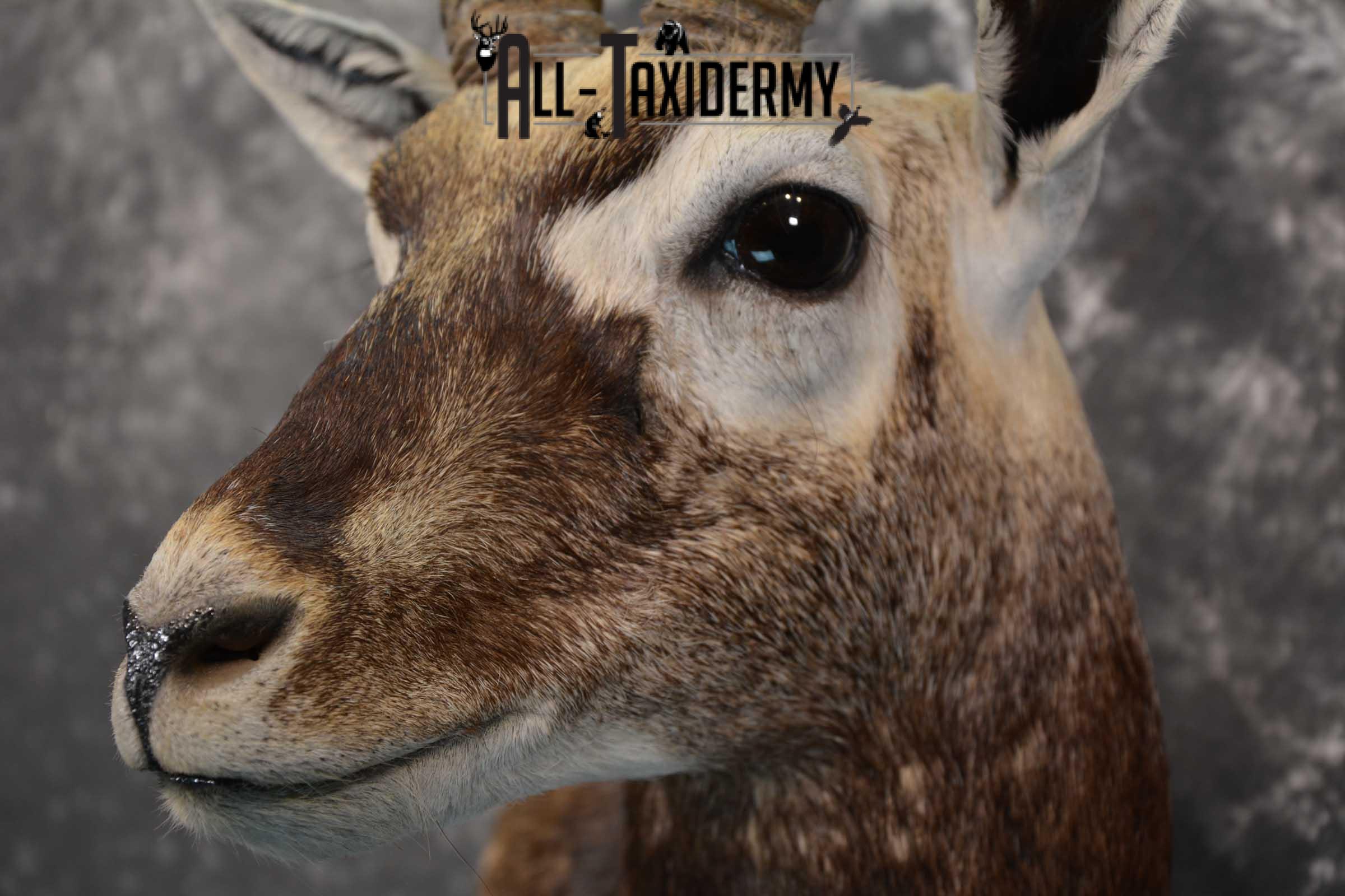 Indian Black Buck taxidermy shoulder mount for sale SKU 1737 - Image 3