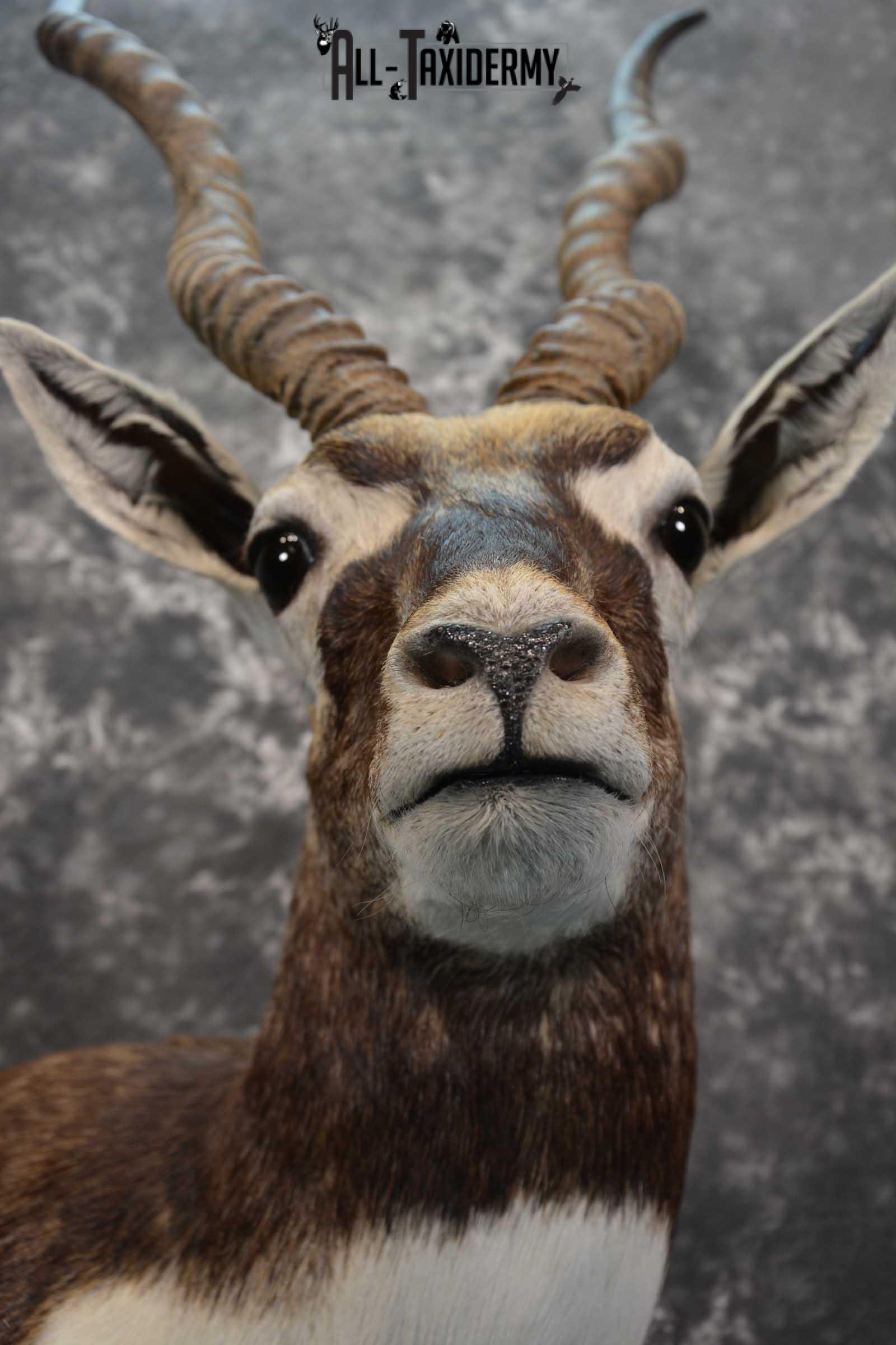 Indian Black Buck taxidermy shoulder mount for sale SKU 1737 - Image 2