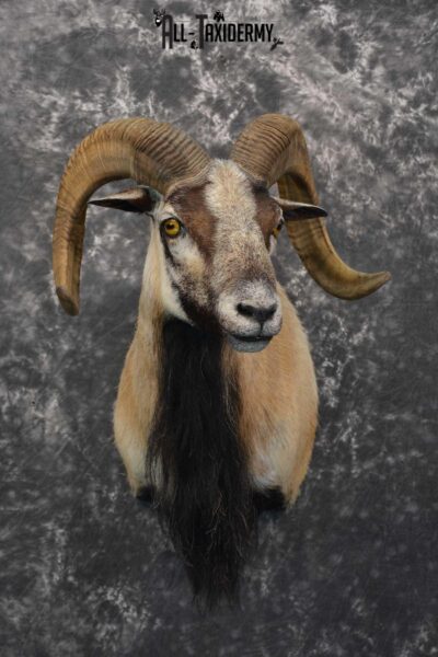 Corsican Ram taxidermy shoulder mount for sale SKU 1738