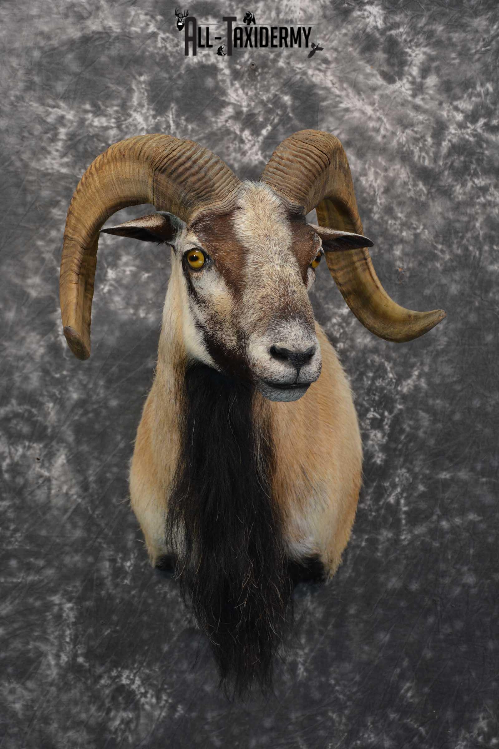 Corsican Ram taxidermy shoulder mount for sale SKU 1738
