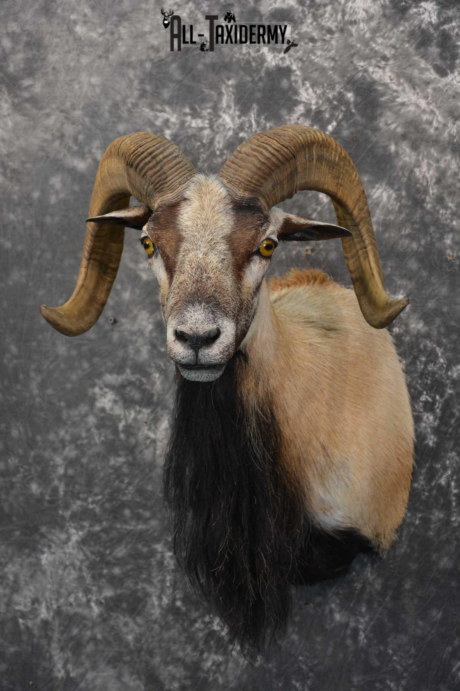 Corsican Ram taxidermy shoulder mount for sale SKU 1738 - Image 7