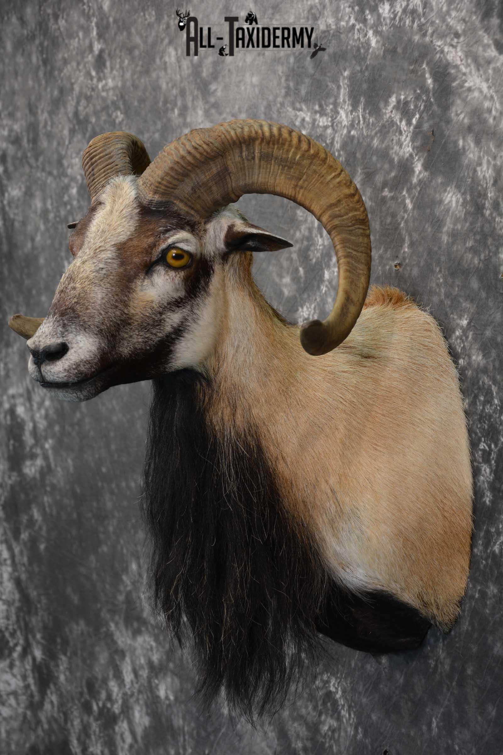 Corsican Ram taxidermy shoulder mount for sale SKU 1738 - Image 6