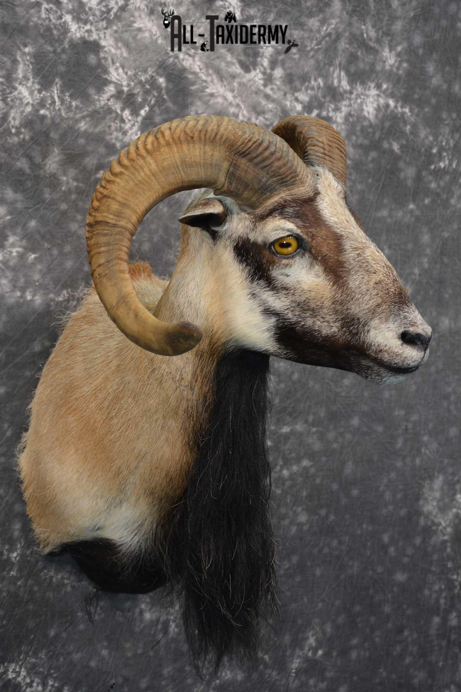 Corsican Ram taxidermy shoulder mount for sale SKU 1738 - Image 5