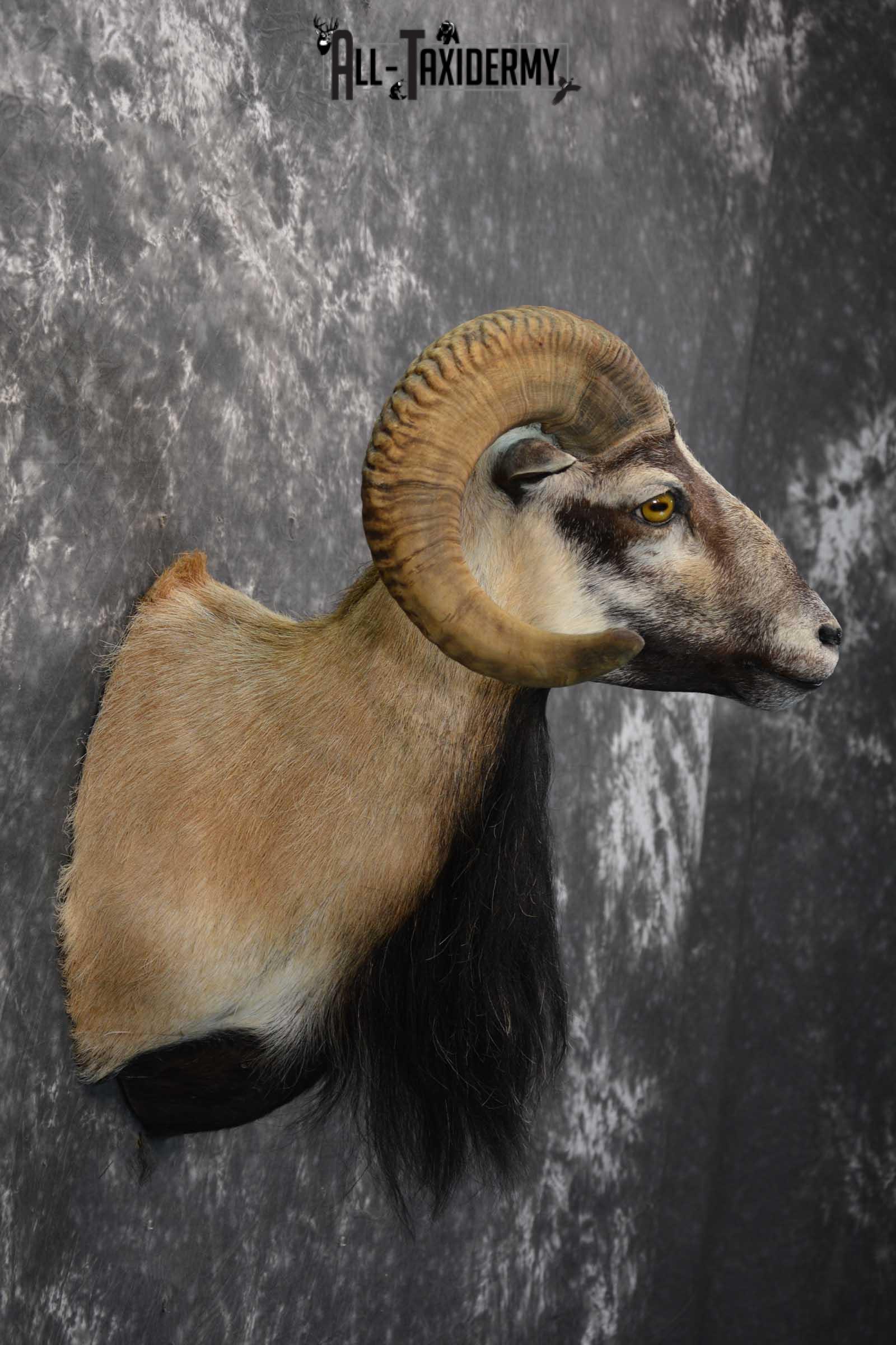 Corsican Ram taxidermy shoulder mount for sale SKU 1738 - Image 4