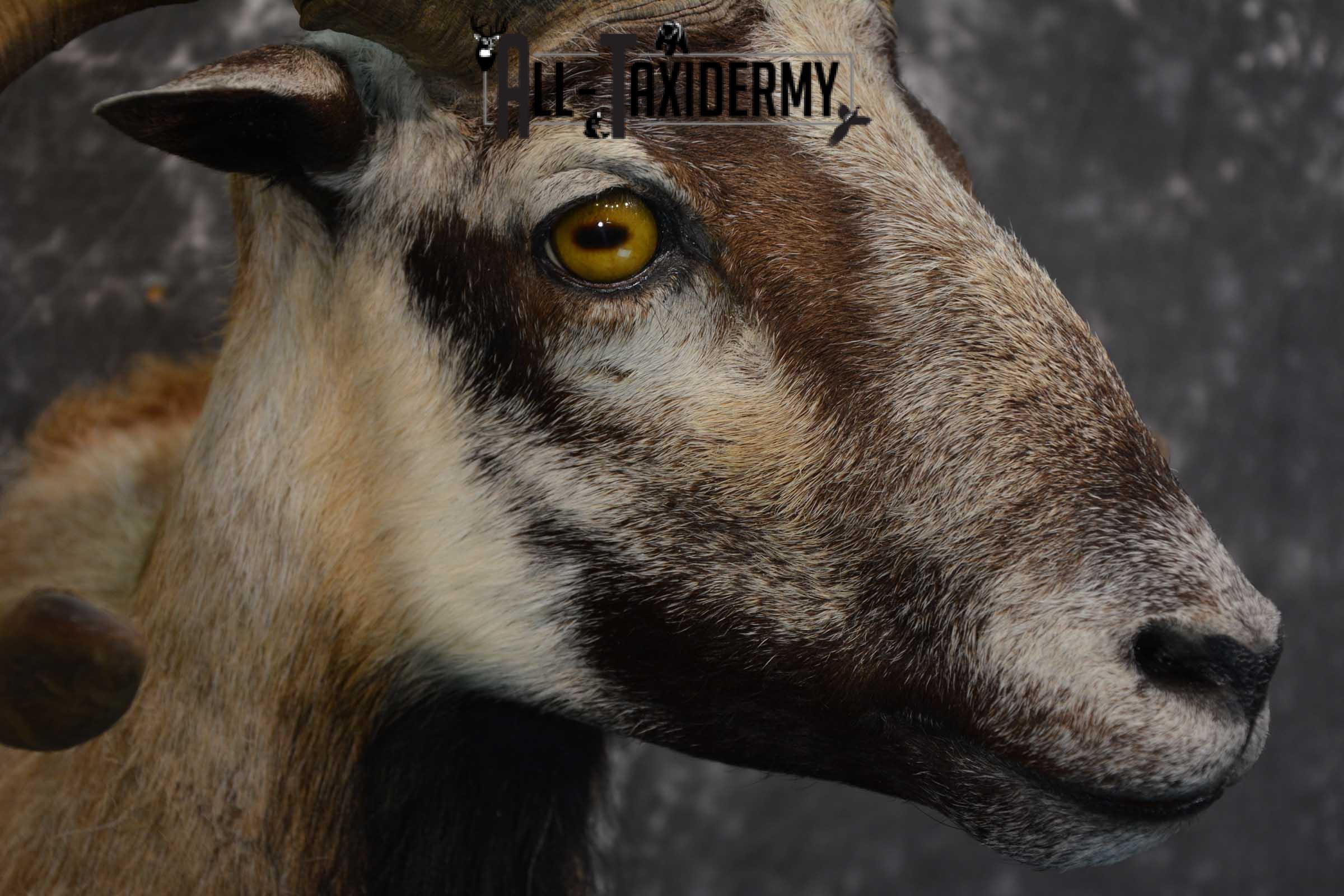 Corsican Ram taxidermy shoulder mount for sale SKU 1738 - Image 3