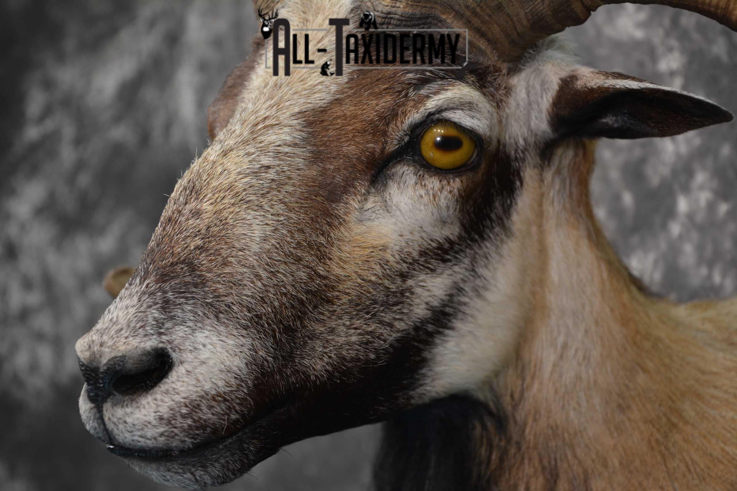 Corsican Ram taxidermy shoulder mount for sale SKU 1738 - Image 2