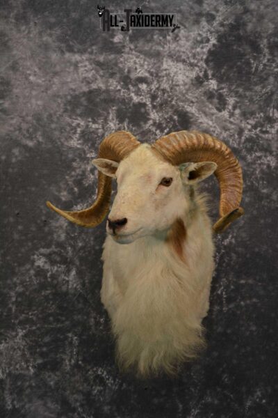 Teas Dall Sheep Taxidermy shoulder mount for sale SKU 1733