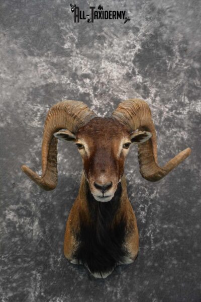 Corsican Ram Taxidermy shoulder mount for sale SKU 1731