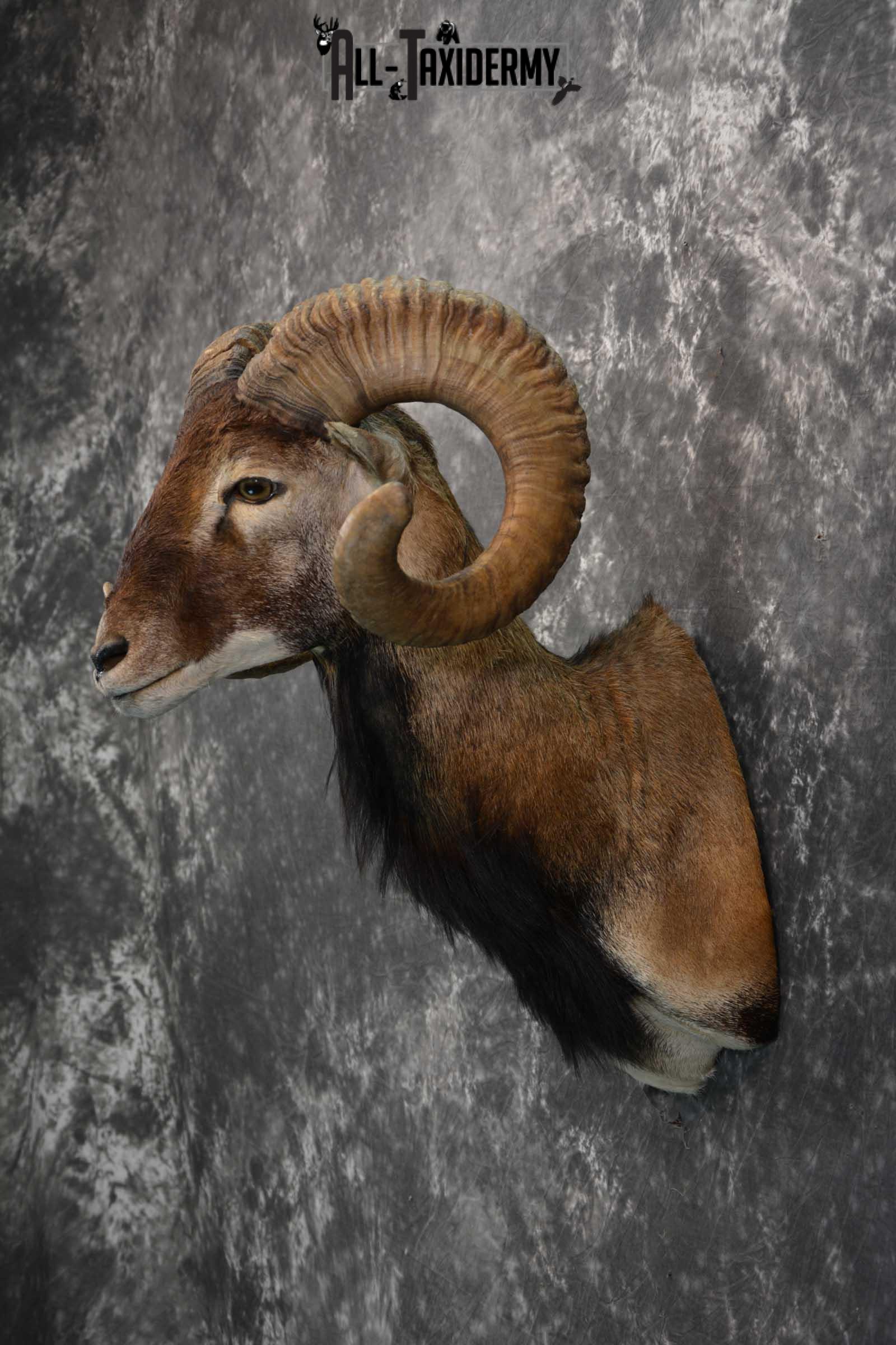 Corsican Ram Taxidermy shoulder mount for sale SKU 1731 - Image 6
