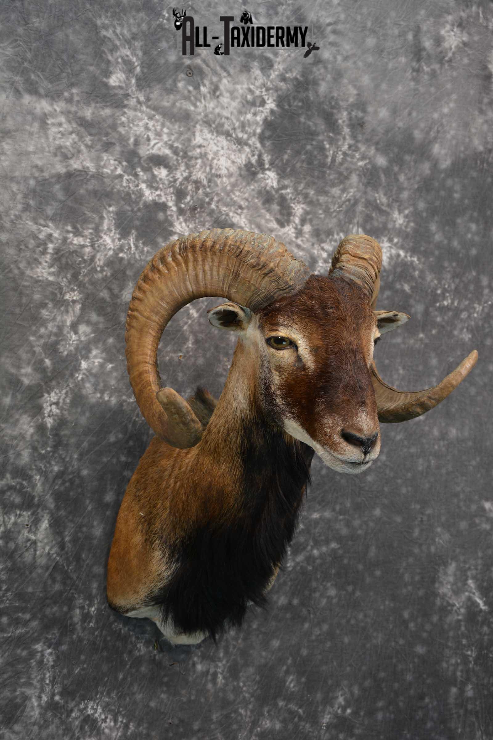 Corsican Ram Taxidermy shoulder mount for sale SKU 1731 - Image 5