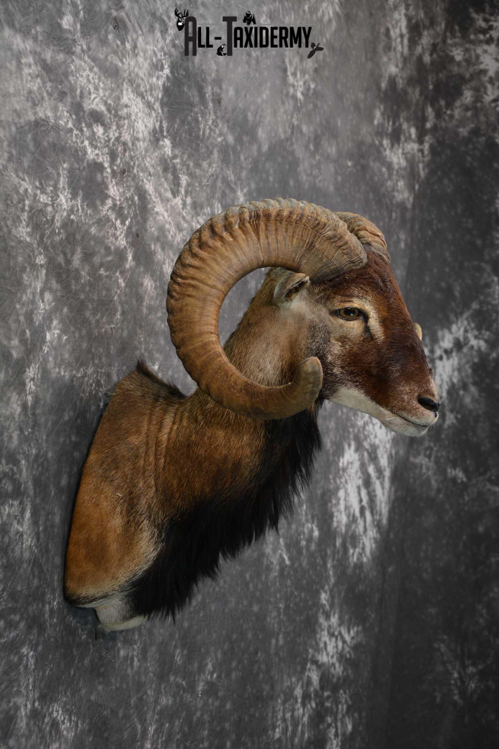 Corsican Ram Taxidermy shoulder mount for sale SKU 1731 - Image 4