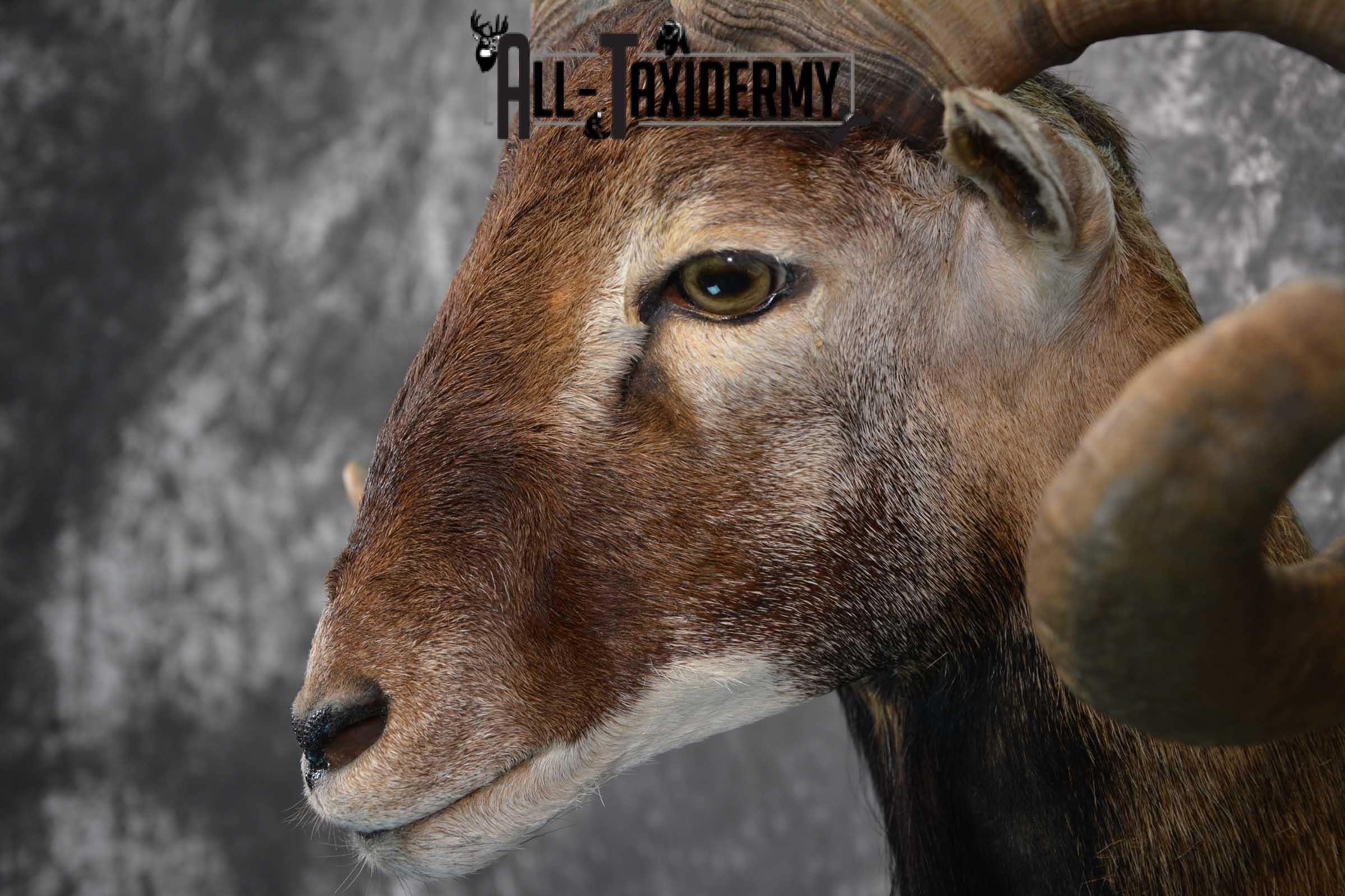 Corsican Ram Taxidermy shoulder mount for sale SKU 1731 - Image 2