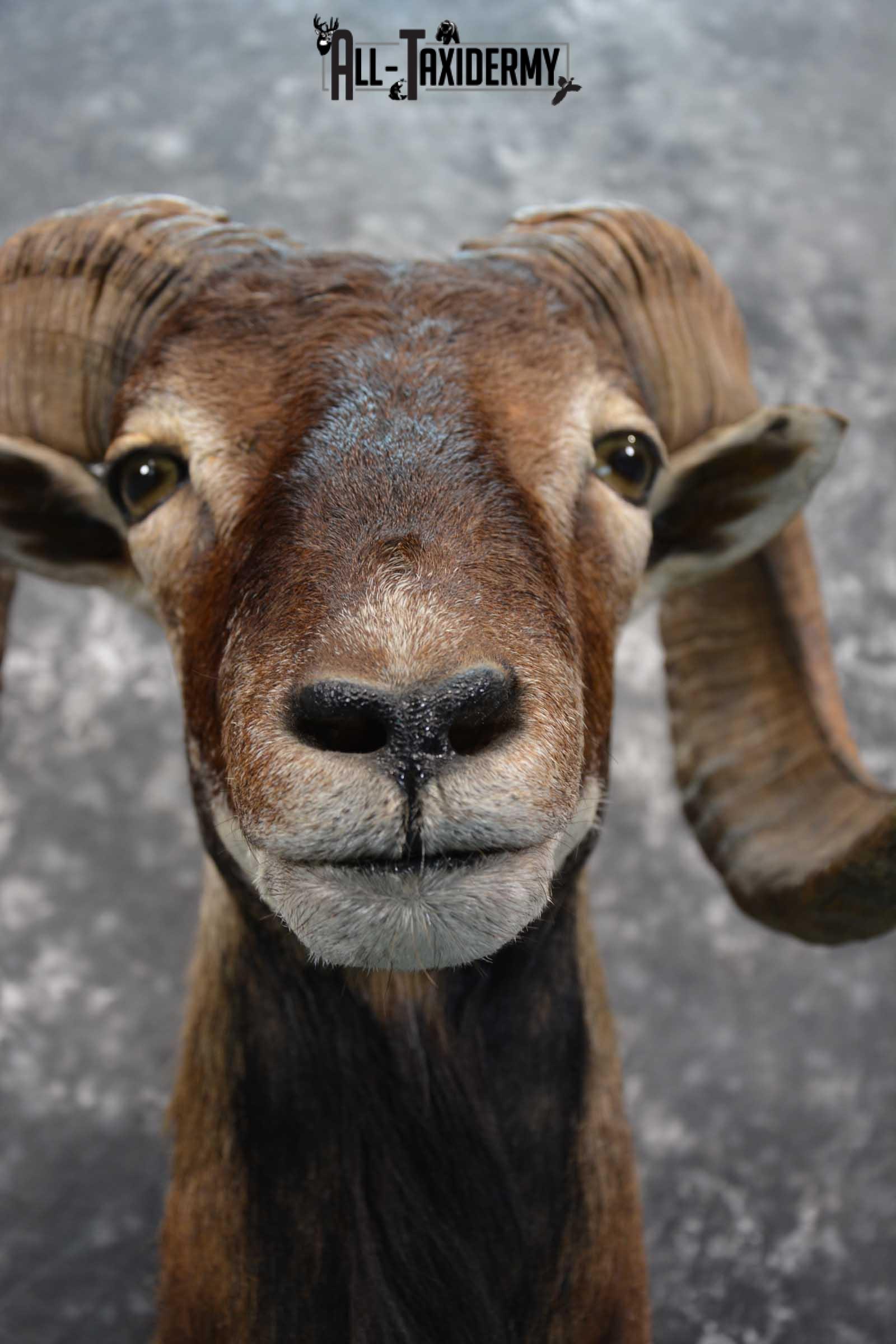 Corsican Ram Taxidermy shoulder mount for sale SKU 1731 - Image 8