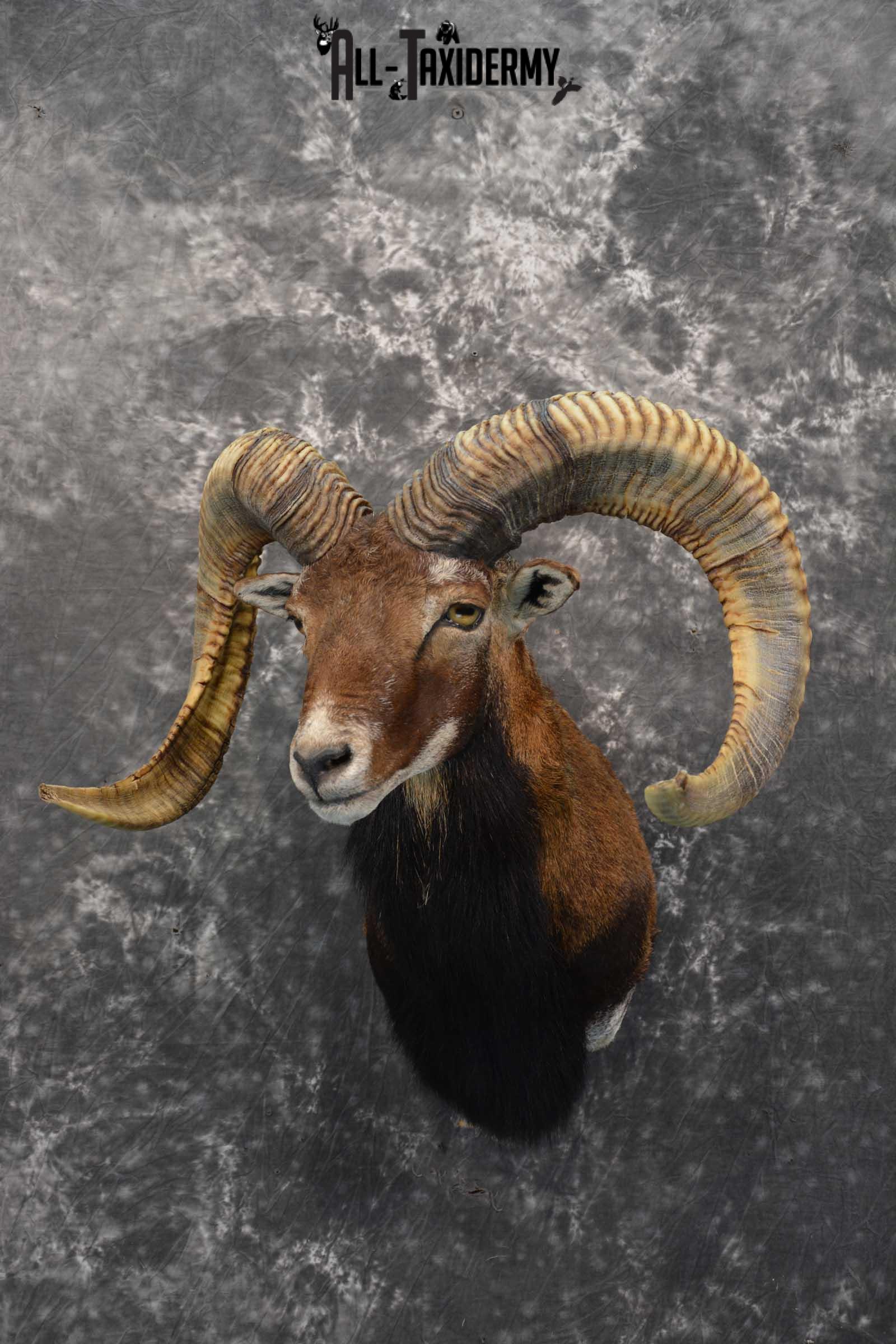 Corsican Ram taxidermy shoulder mount for sale SKU 1729