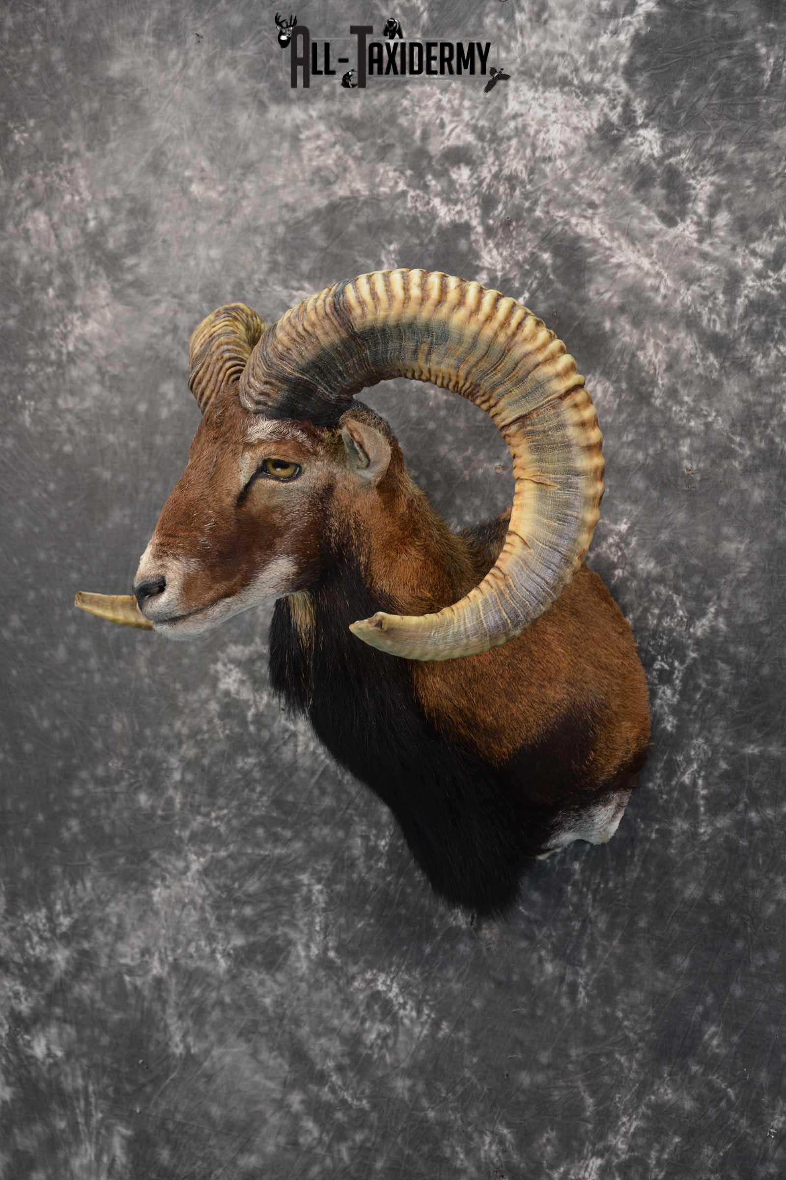 Corsican Ram taxidermy shoulder mount for sale SKU 1729 - Image 8