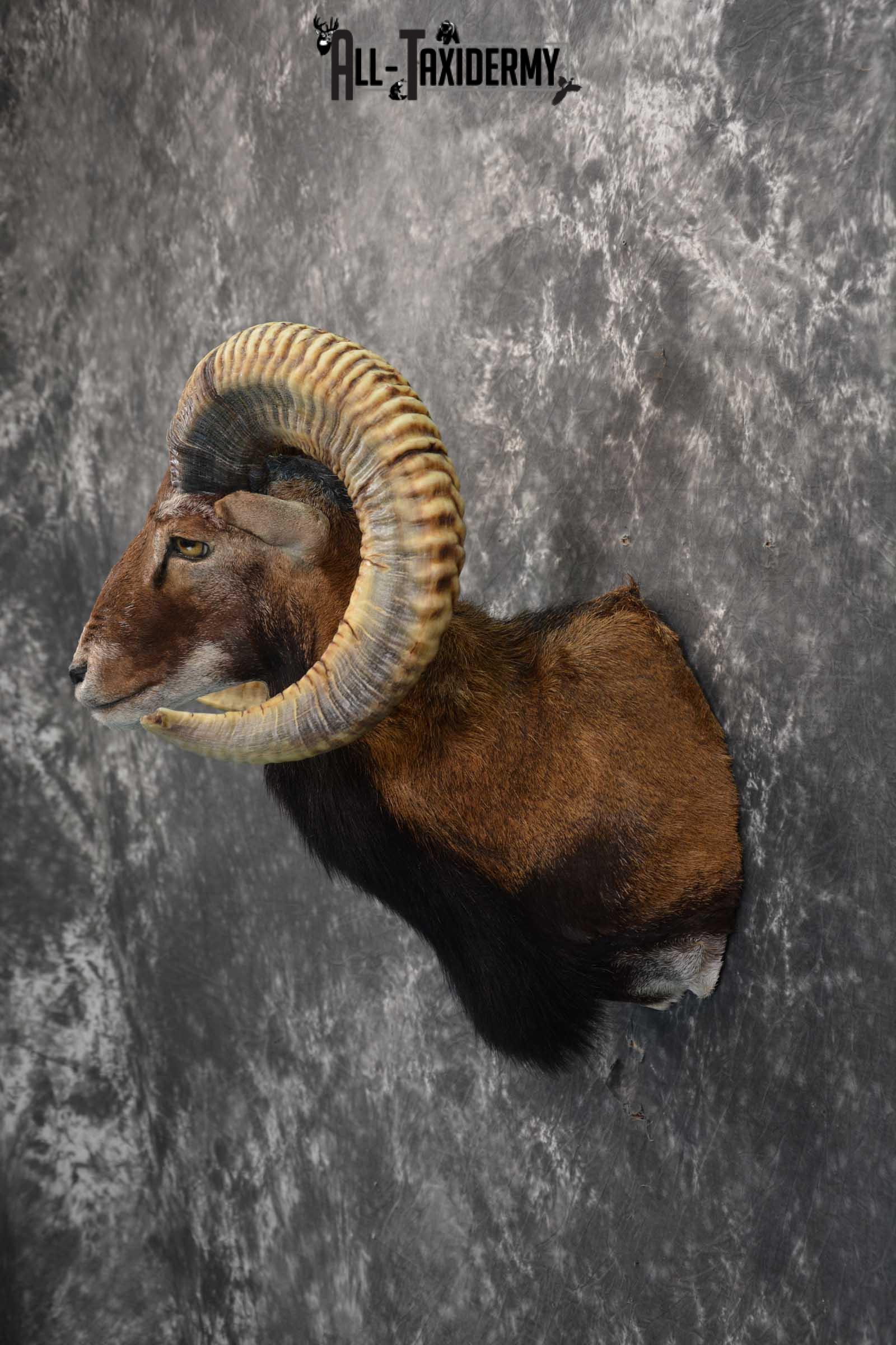 Corsican Ram taxidermy shoulder mount for sale SKU 1729 - Image 7