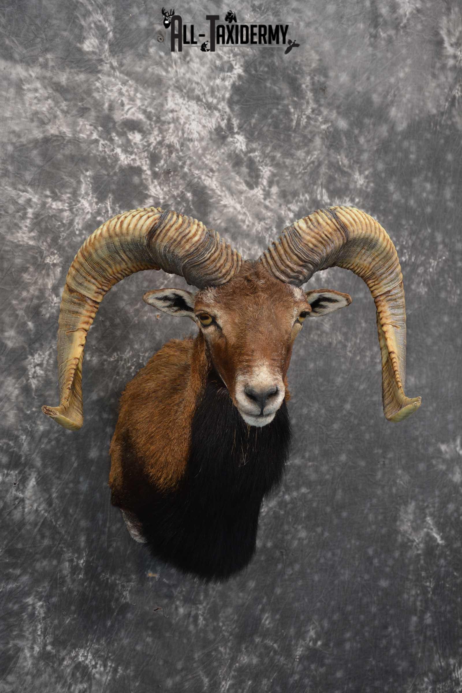 Corsican Ram taxidermy shoulder mount for sale SKU 1729 - Image 6